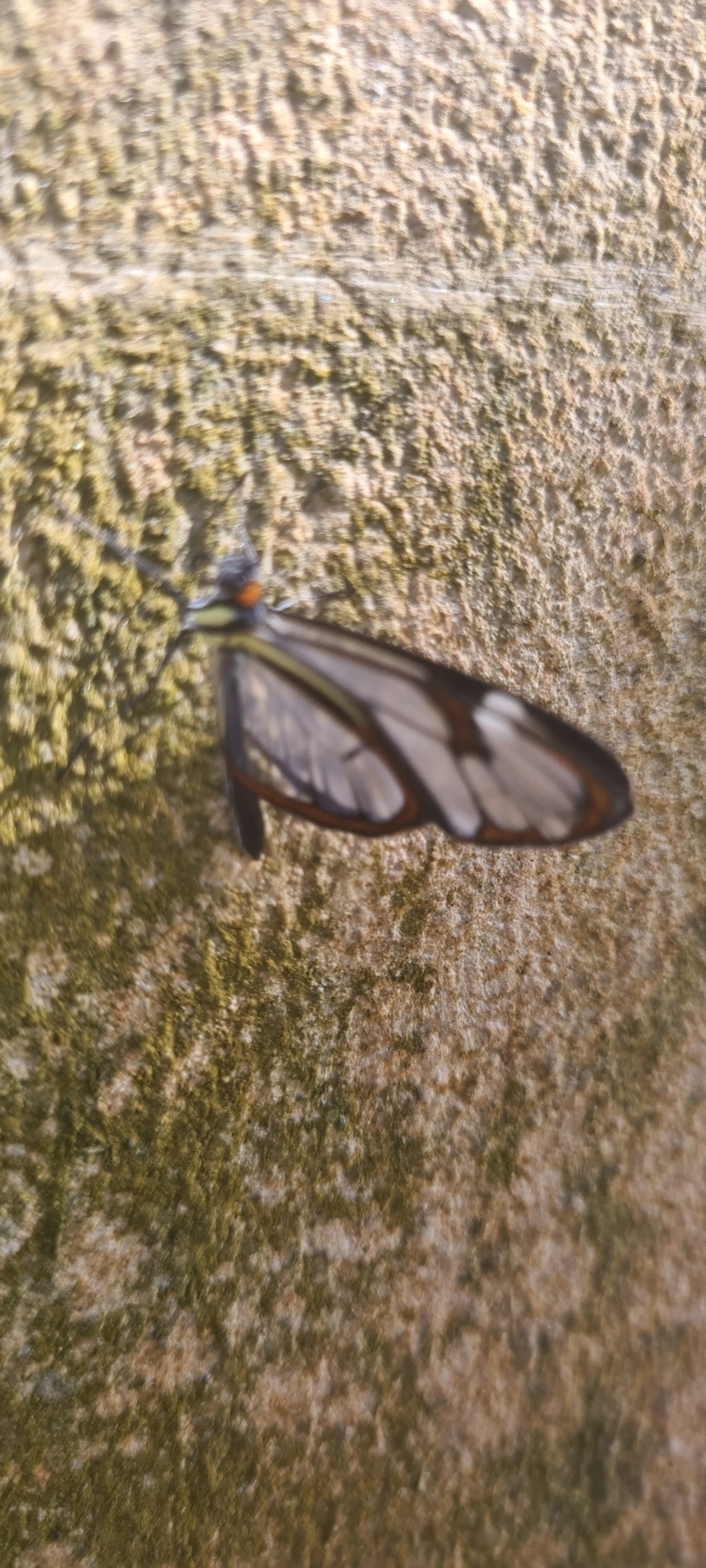 Asa-de-vidro (Ithomia drymo), insetos, fotografado em Maresias, São Sebastião