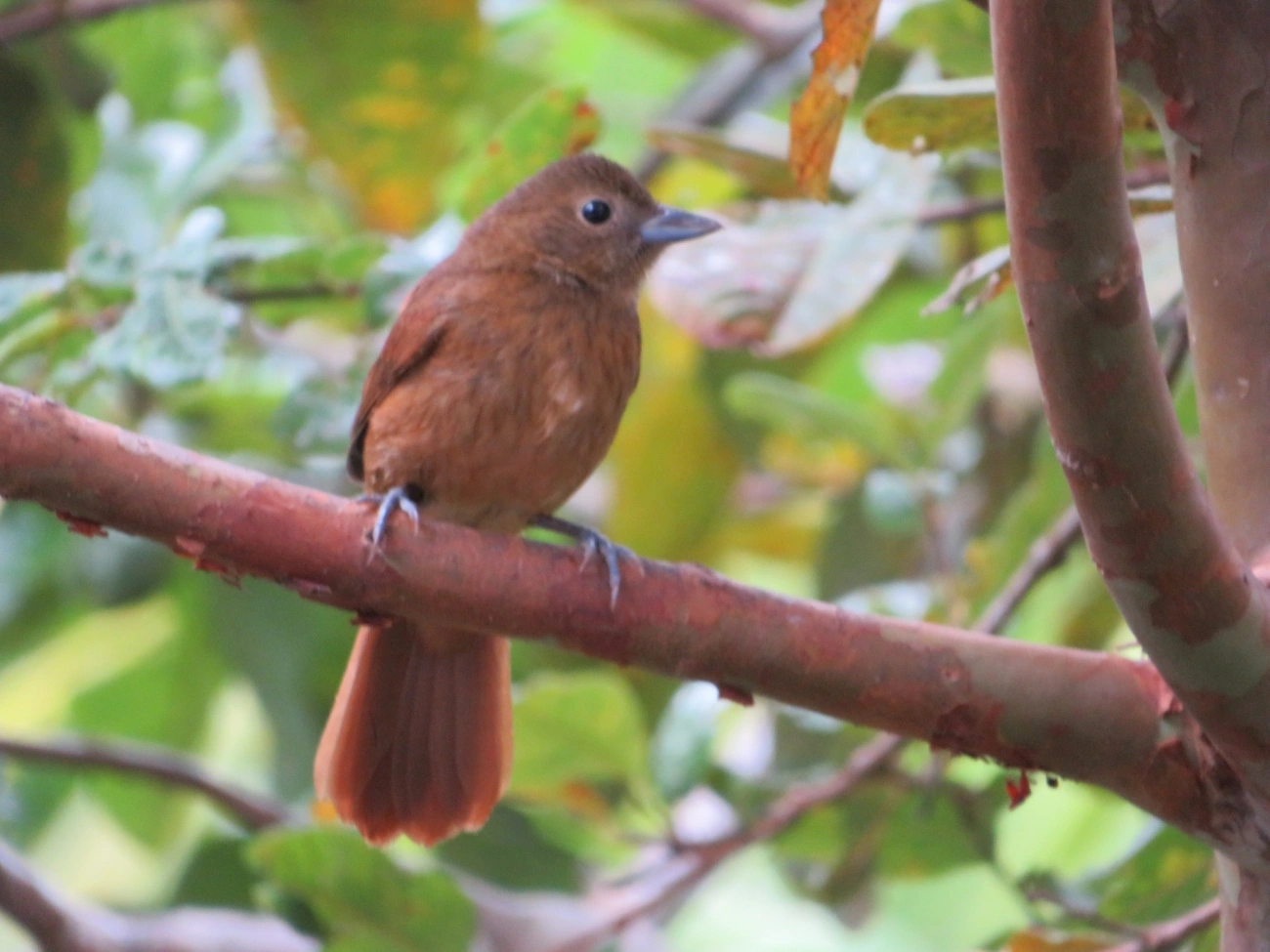 Tiê-preto (Tachyphonus coronatus), aves, fotografado em Maresias, São Sebastião