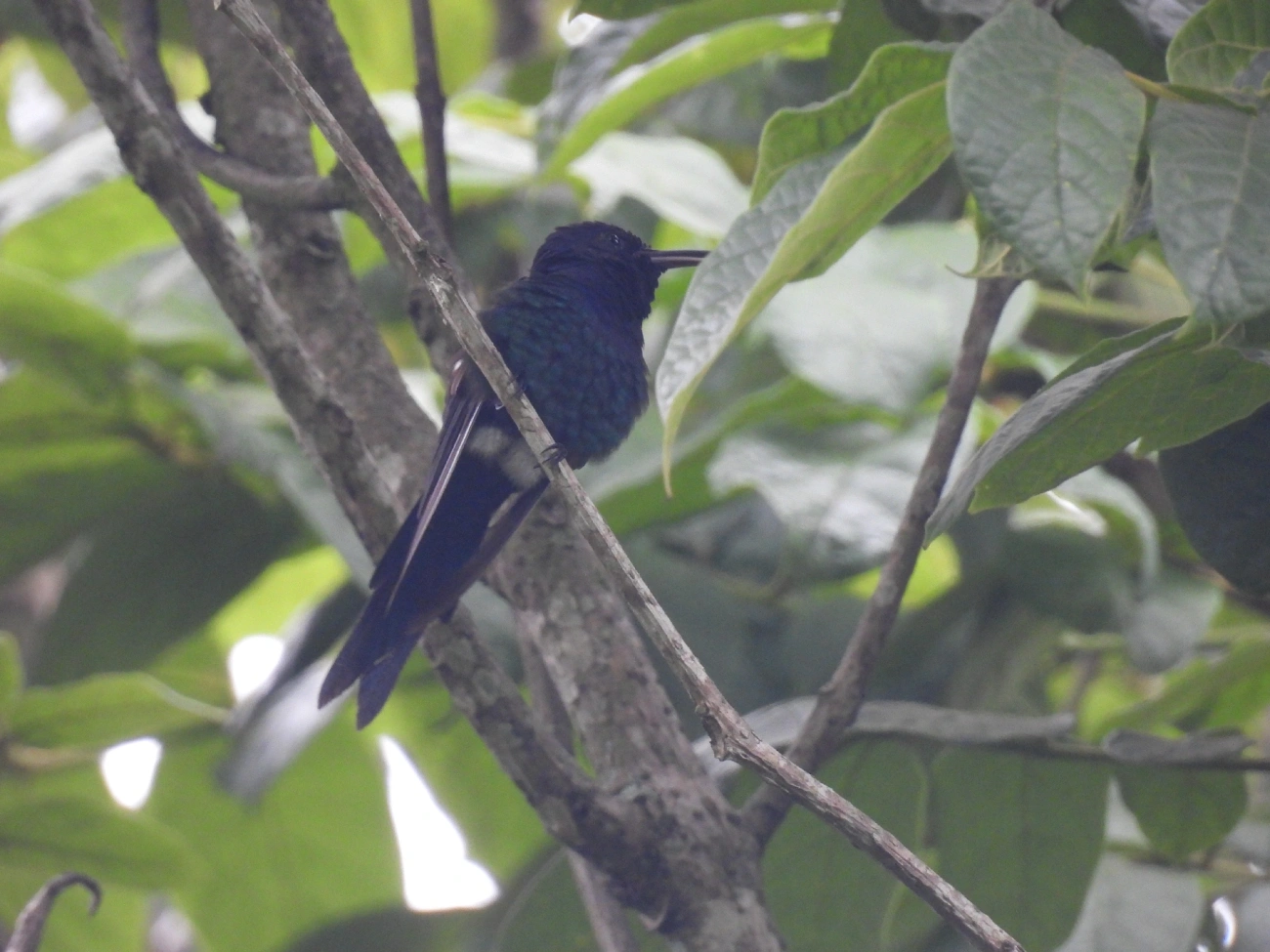 Beija-flor-tesoura (Eupetomena macroura), aves, fotografado em Indaiá, Caraguatatuba