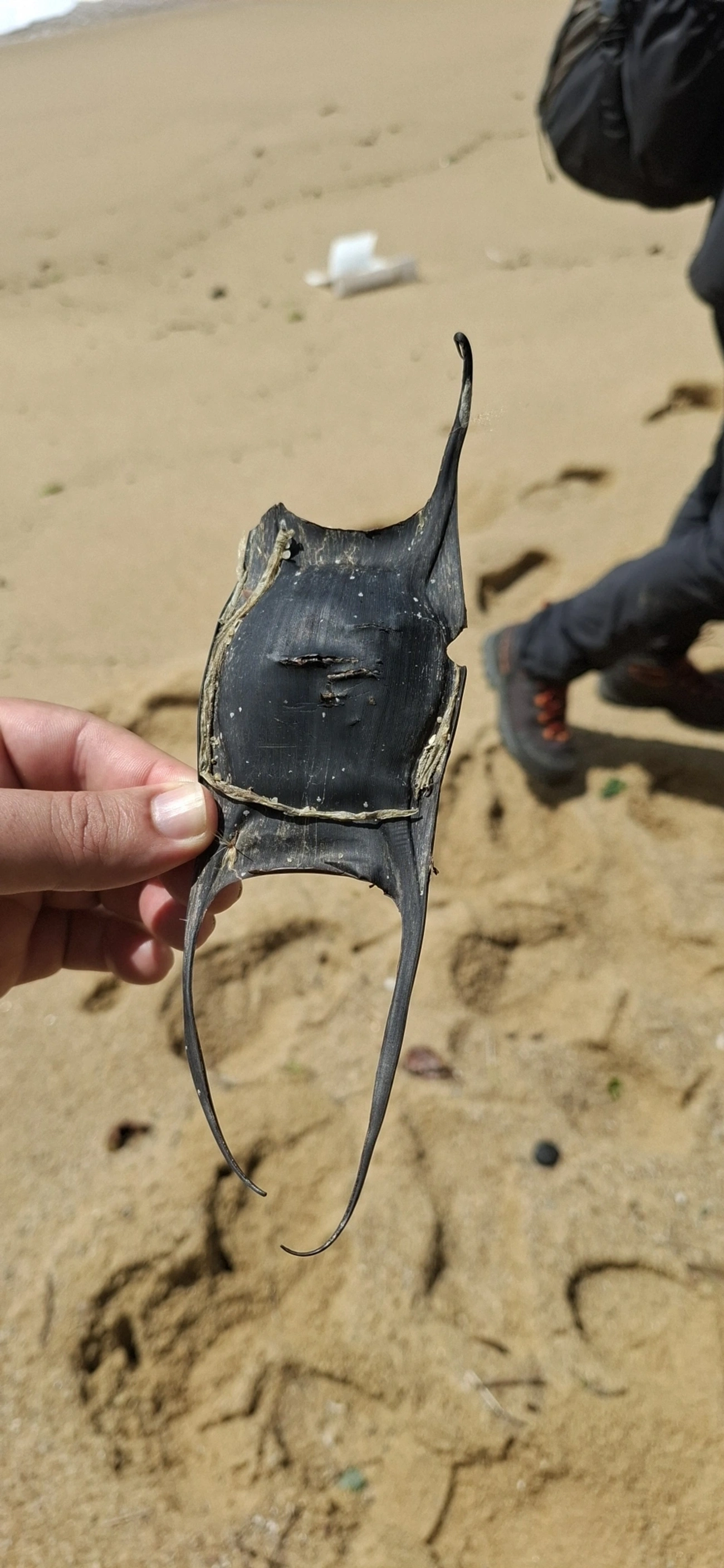 Atlantoraja, peixes, fotografado em Praia Vermelha, Ilhabela