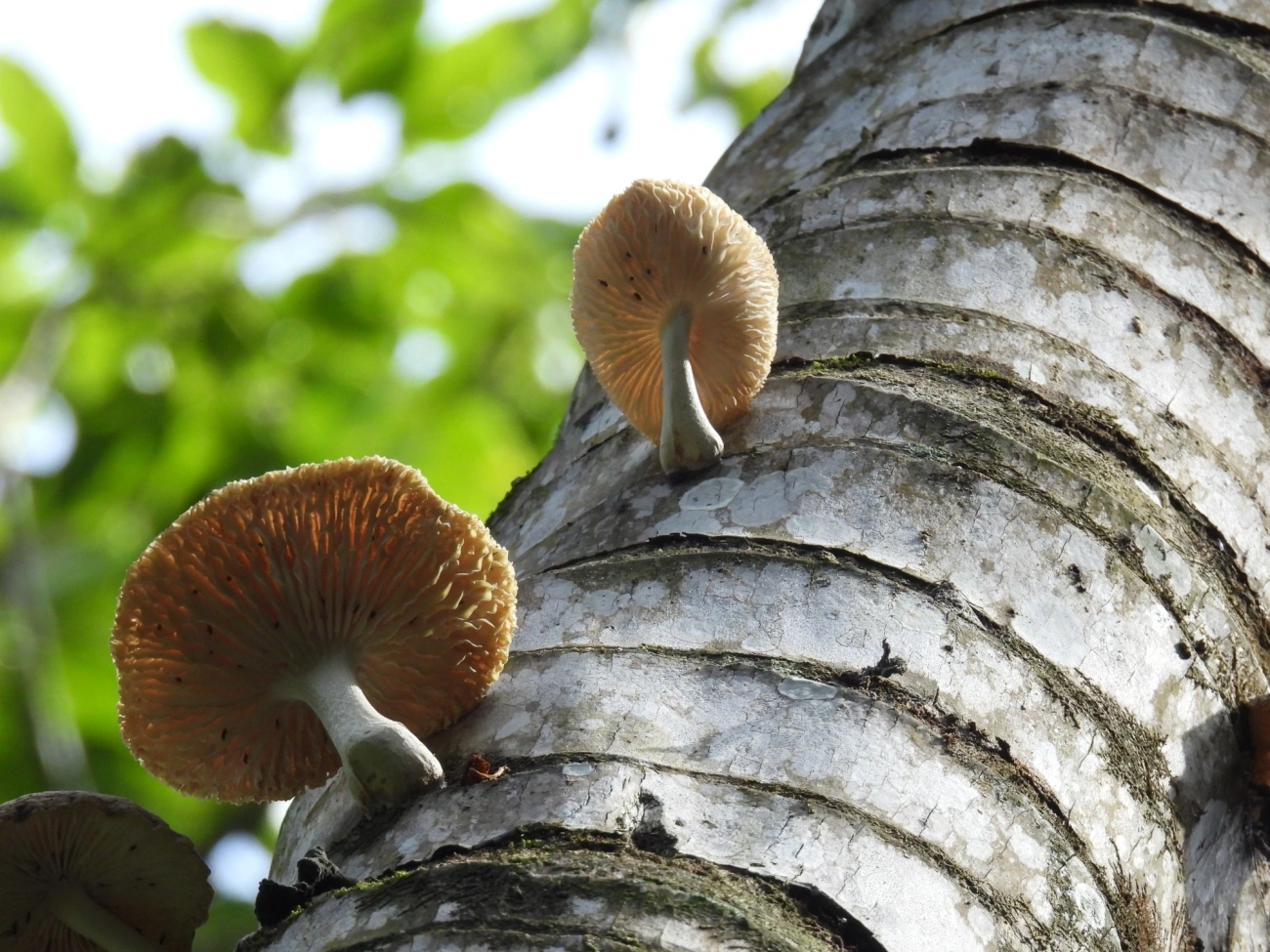 Cogumelo-de-coco (Oudemansiella cubensis), fungos, fotografado em Paúba, São Sebastião