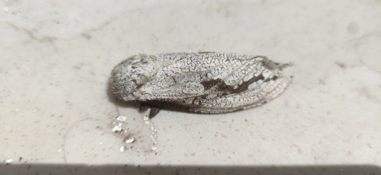 Morpheis, insetos, fotografado em Maresias, São Sebastião