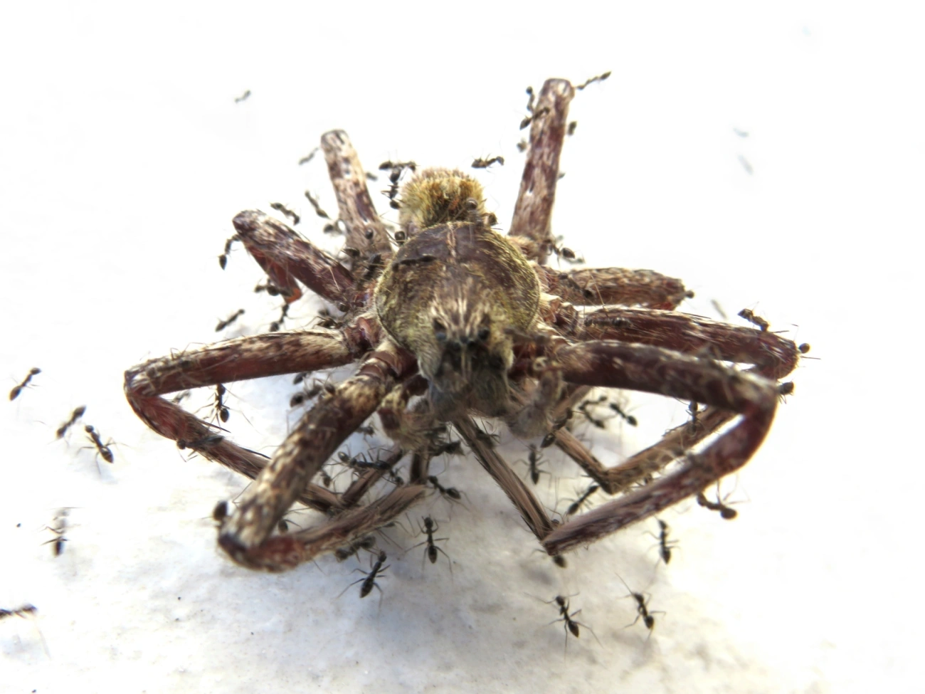 Ctenus, aracnídeos, fotografado em Maresias, São Sebastião