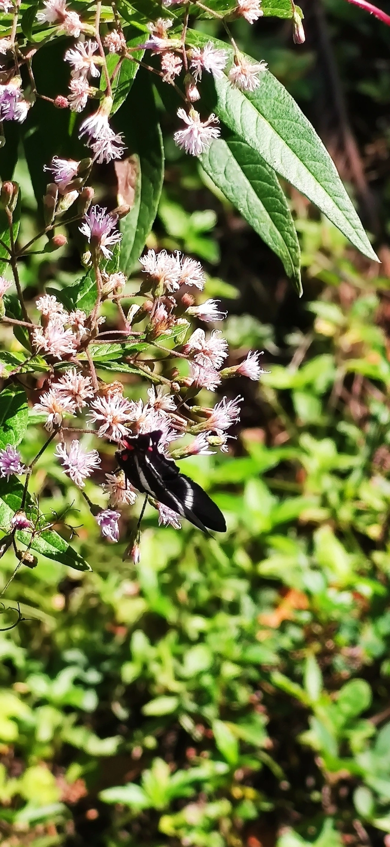Metálica-de-cauda-longa (Rhetus arcius), insetos, fotografado em Maresias, São Sebastião