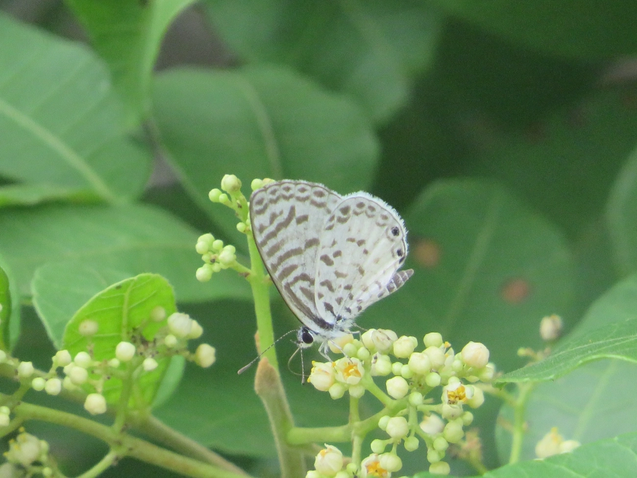 Borboleta-emília (Leptotes cassius), insetos, fotografado em Maresias, São Sebastião