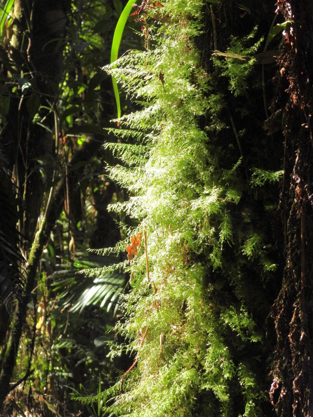 Trichomanes, plantas, fotografado em Resende