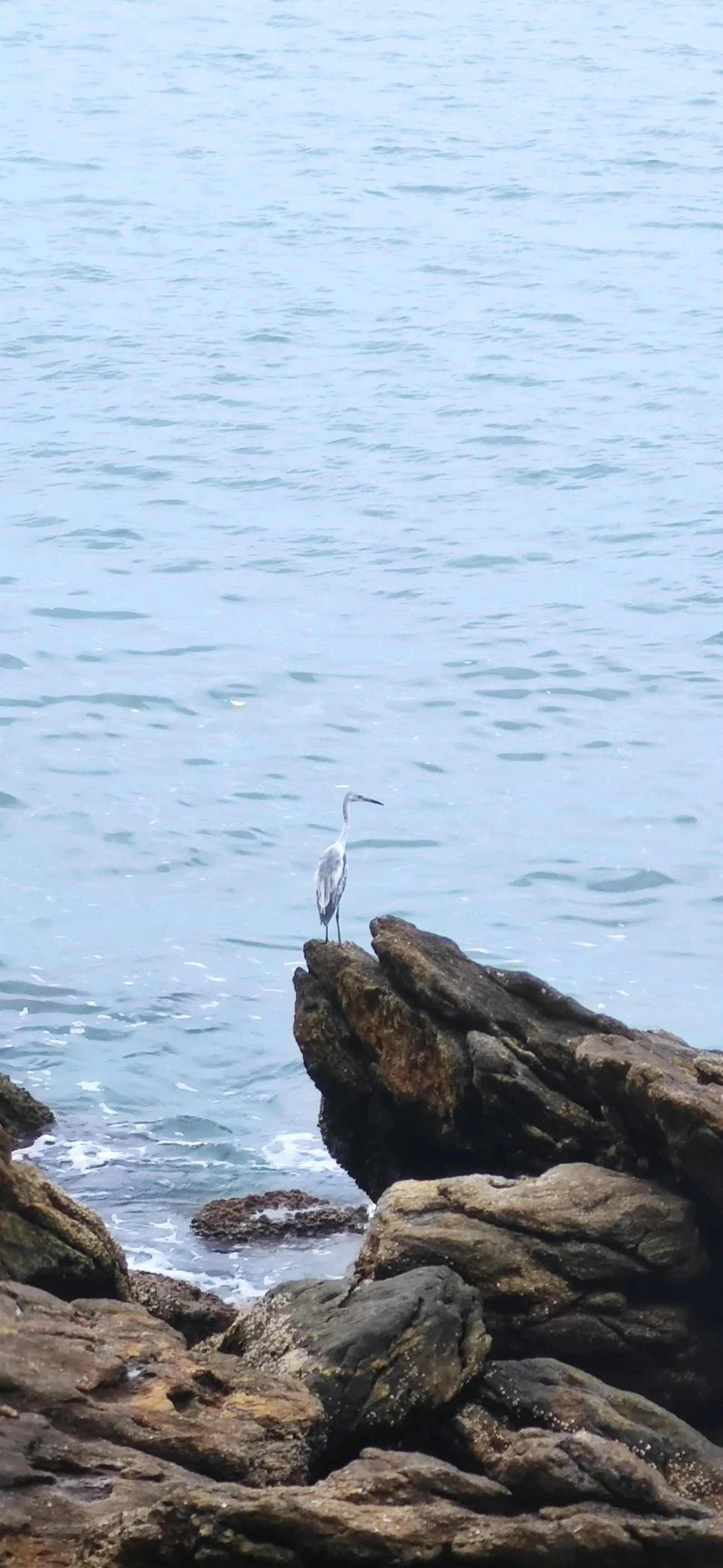 Garça-azul (Egretta caerulea), aves, fotografado em Maresias, São Sebastião