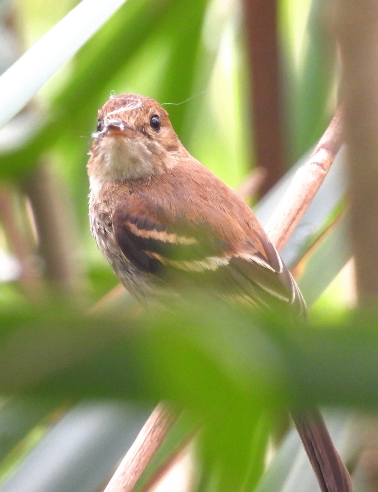 Filipe (Myiophobus fasciatus), aves, fotografado em Itu