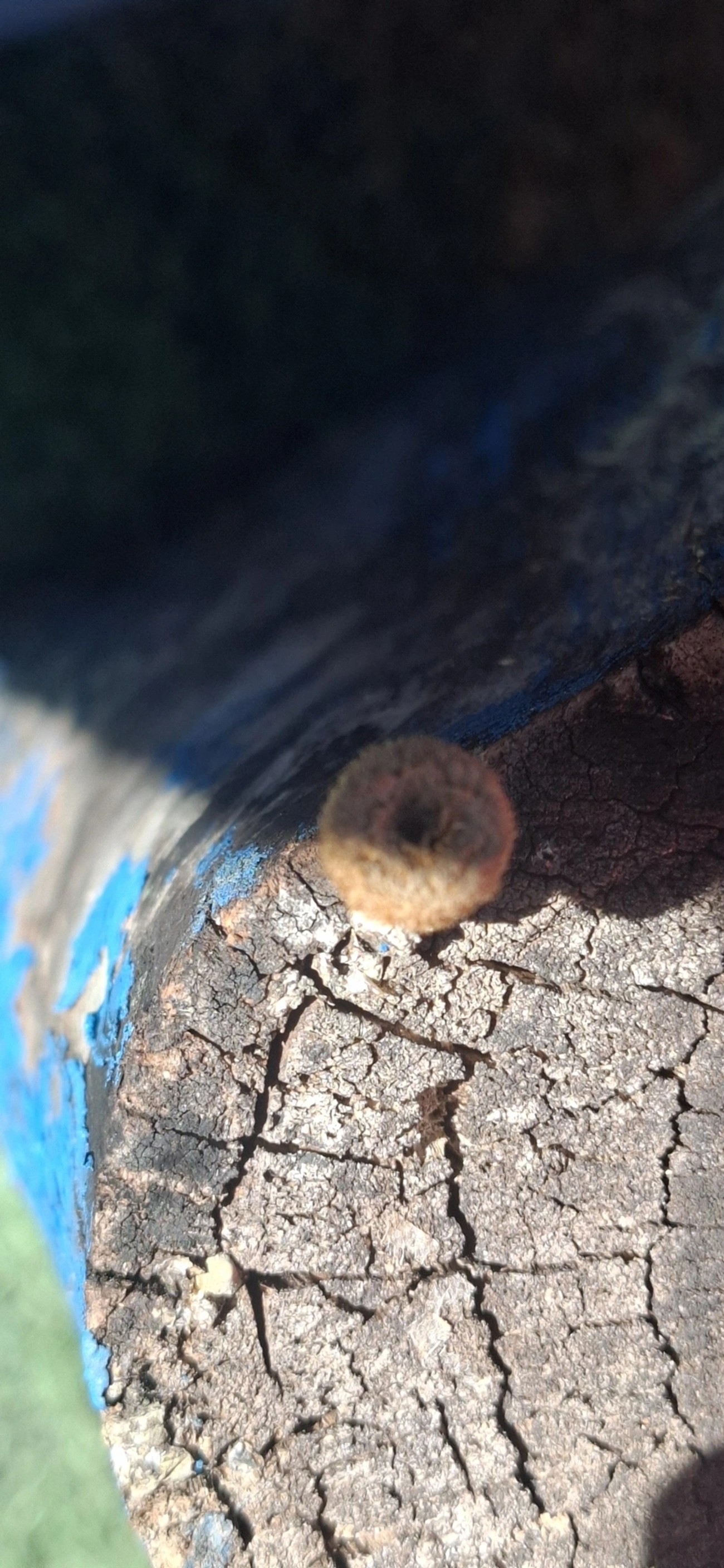 Lentinus, fungos, fotografado em Monte Alegre do Sul