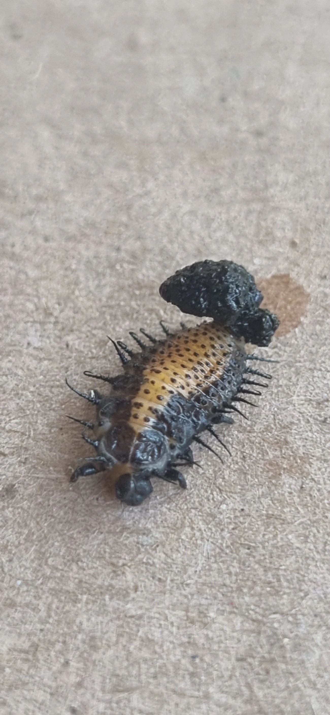 Chelymorpha, insetos, fotografado em Maresias, São Sebastião