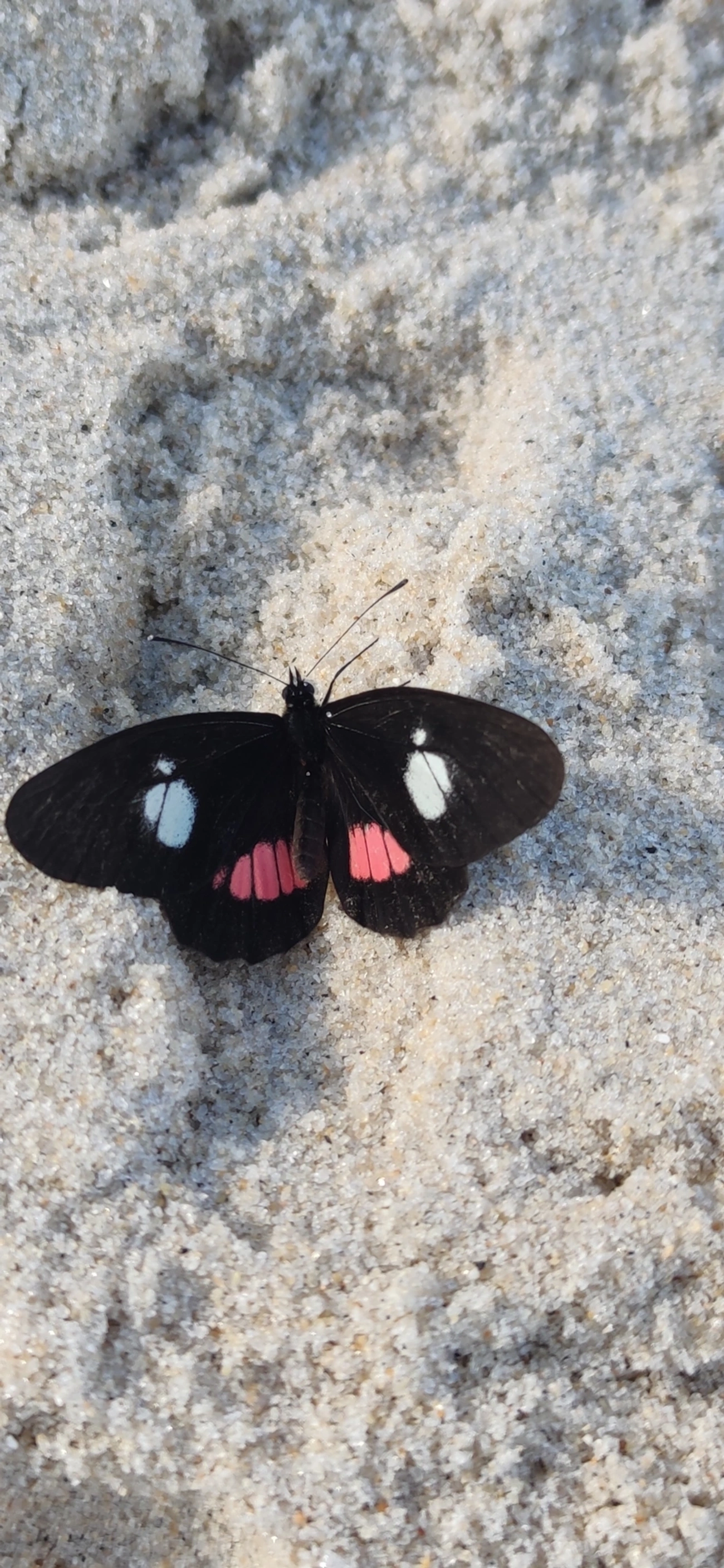 Branca-mimética (Archonias brassolis), insetos, fotografado em Maresias, São Sebastião