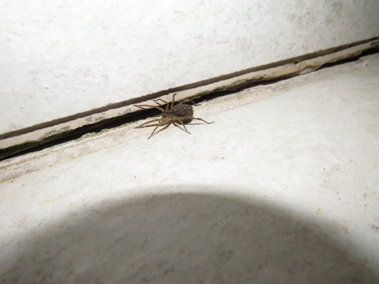 Lycosinae, aracnídeos, fotografado em Maresias, São Sebastião
