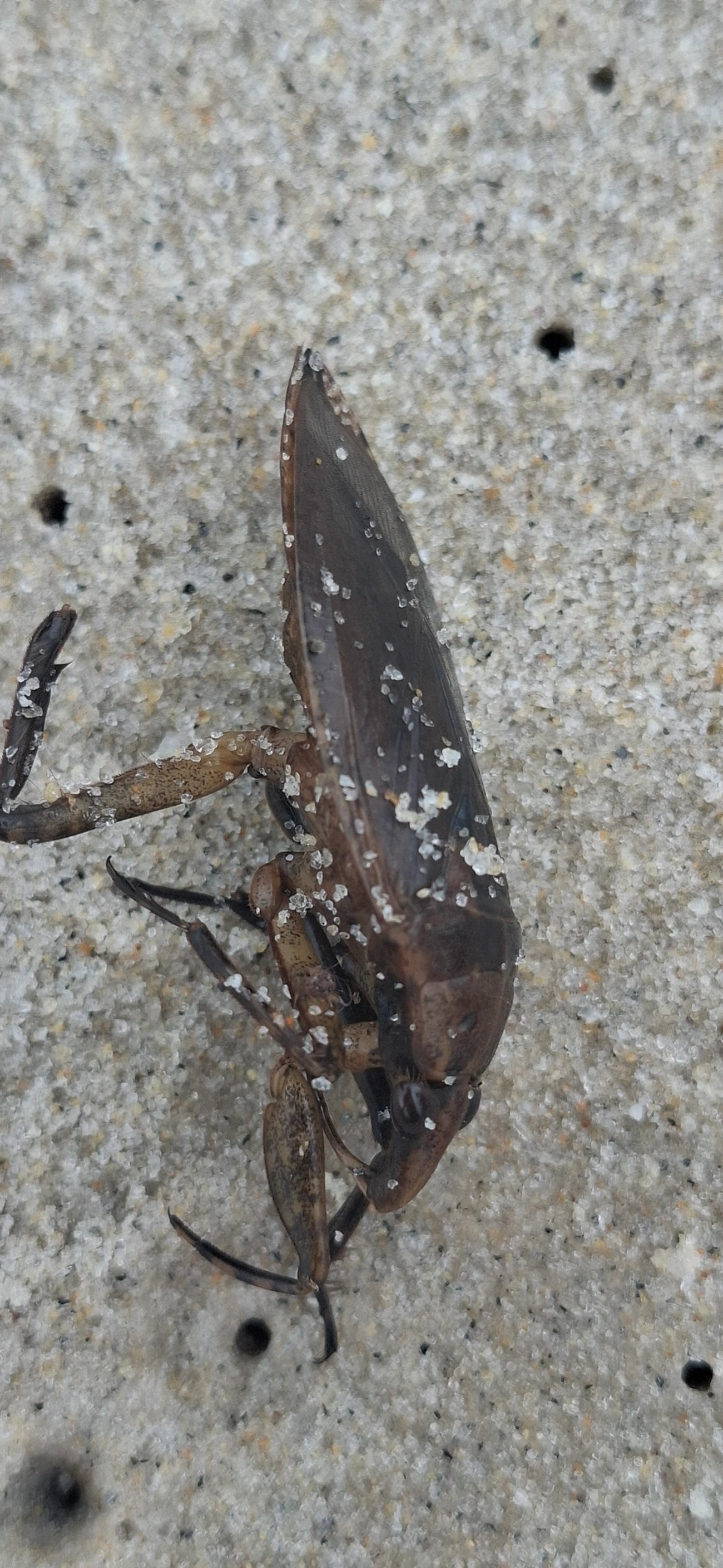 Barata-d'Água (Belostoma), insetos, fotografado em Maresias, São Sebastião