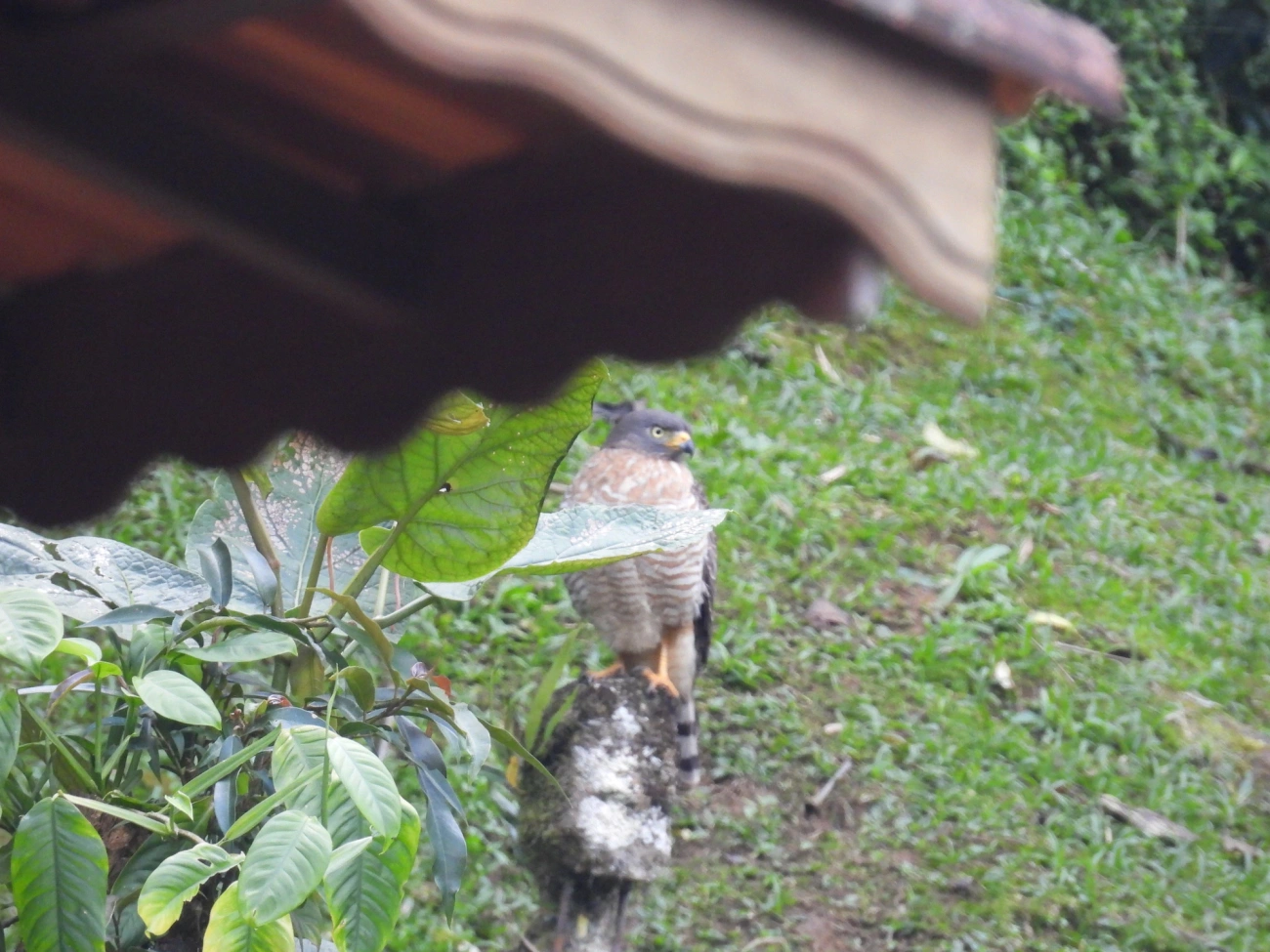 Gavião-carijó (Rupornis magnirostris), aves, fotografado em Resende
