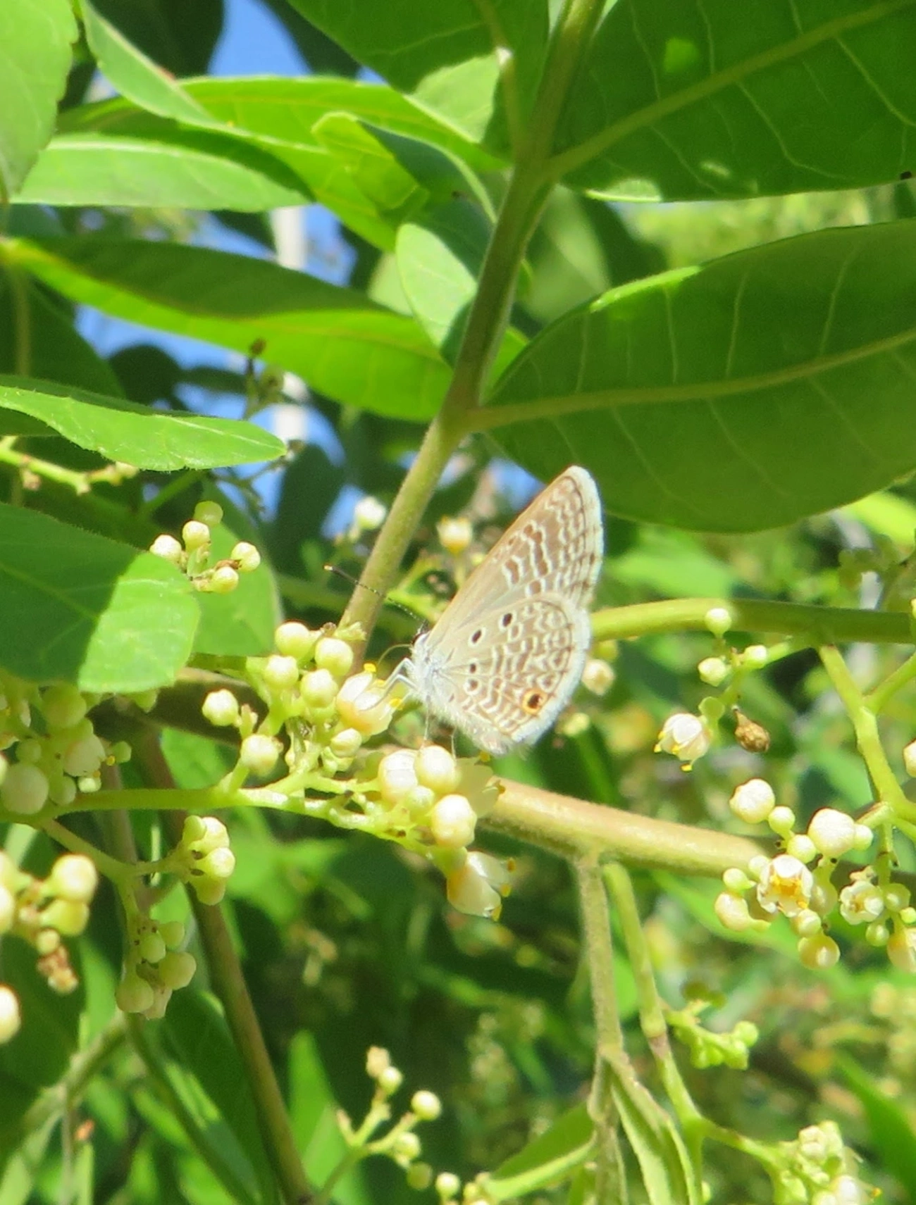 Borboleta-azulzinha-do-trevo (Hemiargus hanno), insetos, fotografado em Maresias, São Sebastião