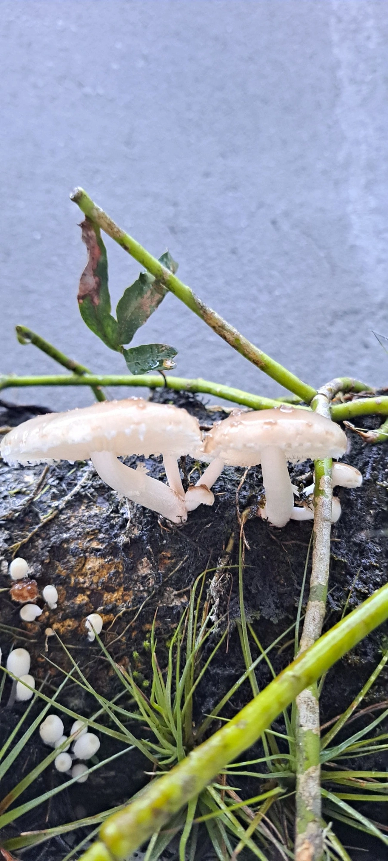 Cogumelo-de-coco (Oudemansiella cubensis), fungos, fotografado em Maresias, São Sebastião