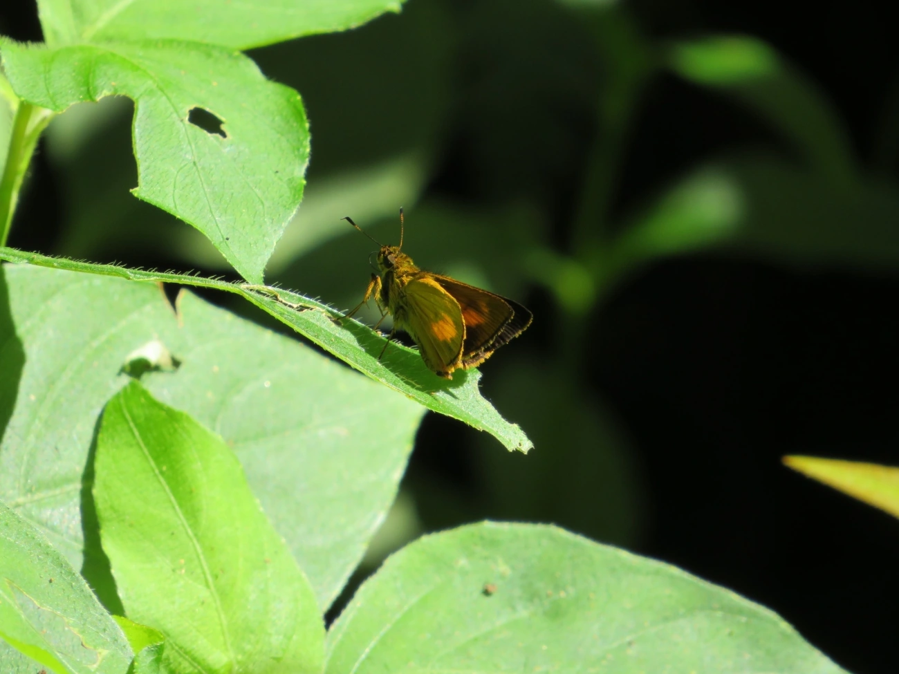 Saltadora-das-trilhas (Anthoptus epictetus), insetos, fotografado em Maresias, São Sebastião