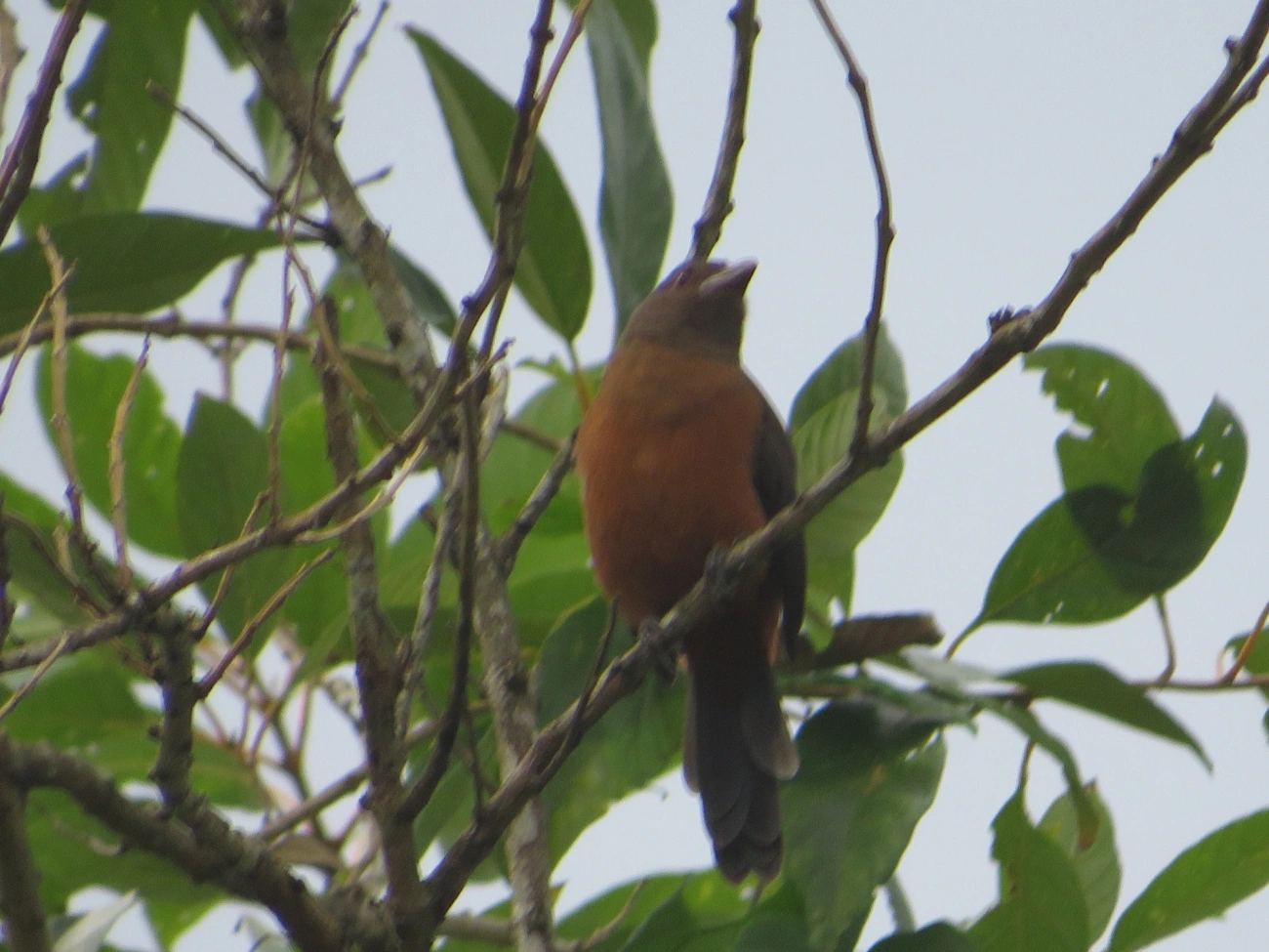 Tiê-sangue (Ramphocelus bresilius), aves, fotografado em Maresias, São Sebastião