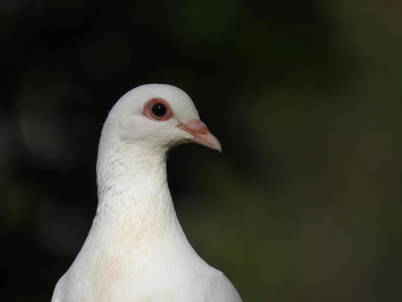 Pombo-doméstico (Columba livia domestica), aves, fotografado em São Sebastião