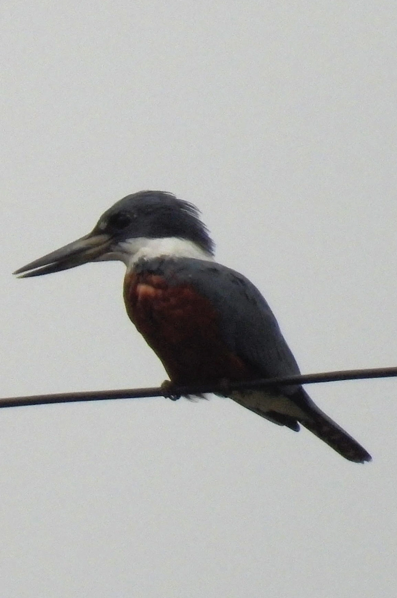 Martim-pescador-grande (Megaceryle torquata), aves, fotografado em Santa Isabel