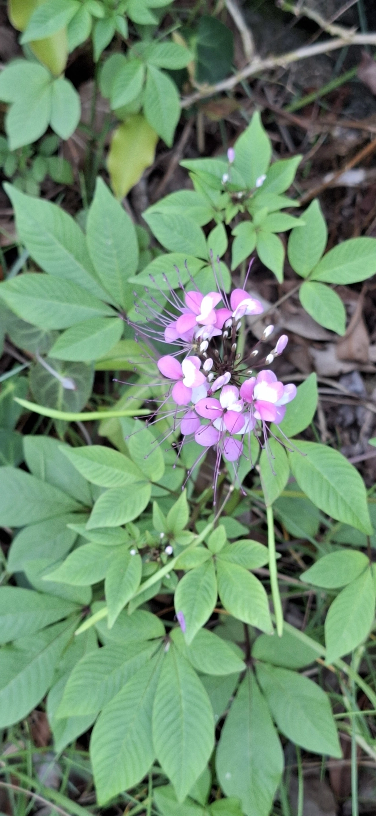 Mussambê (Cleome houtteana), plantas, fotografado em Maresias, São Sebastião