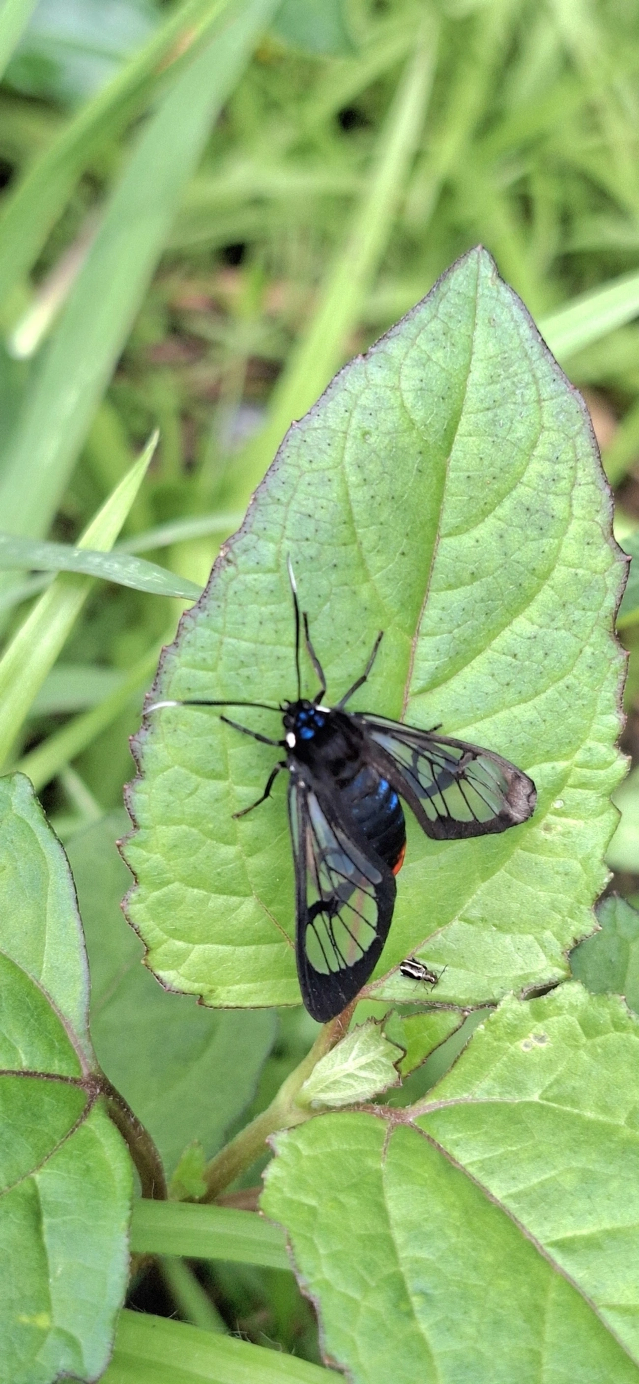 Aethria, insetos, fotografado em Maresias, São Sebastião