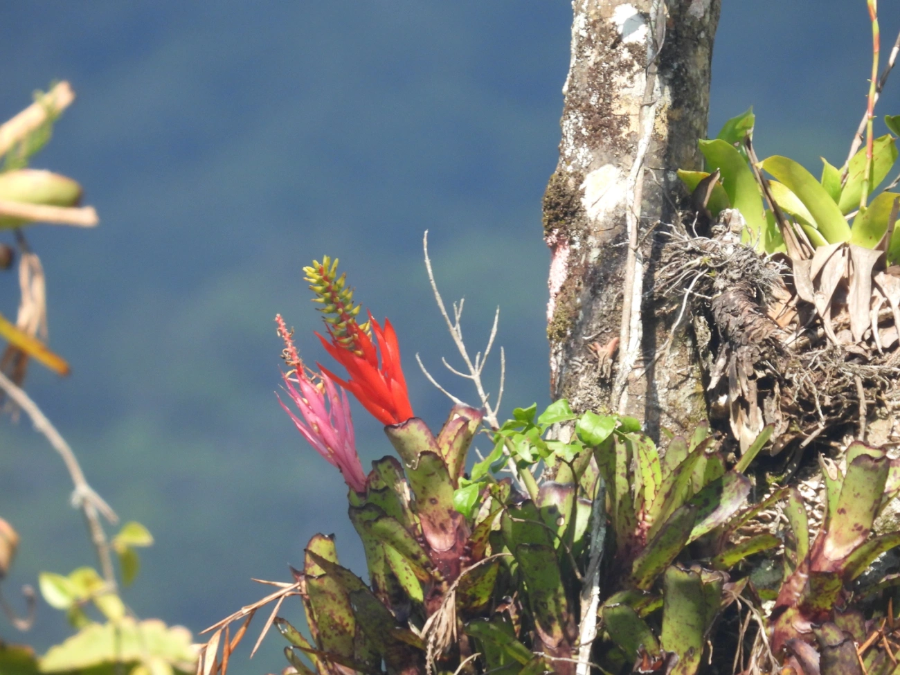 Chupa-chupa (Aechmea nudicaulis), plantas, fotografado em Maresias, São Sebastião