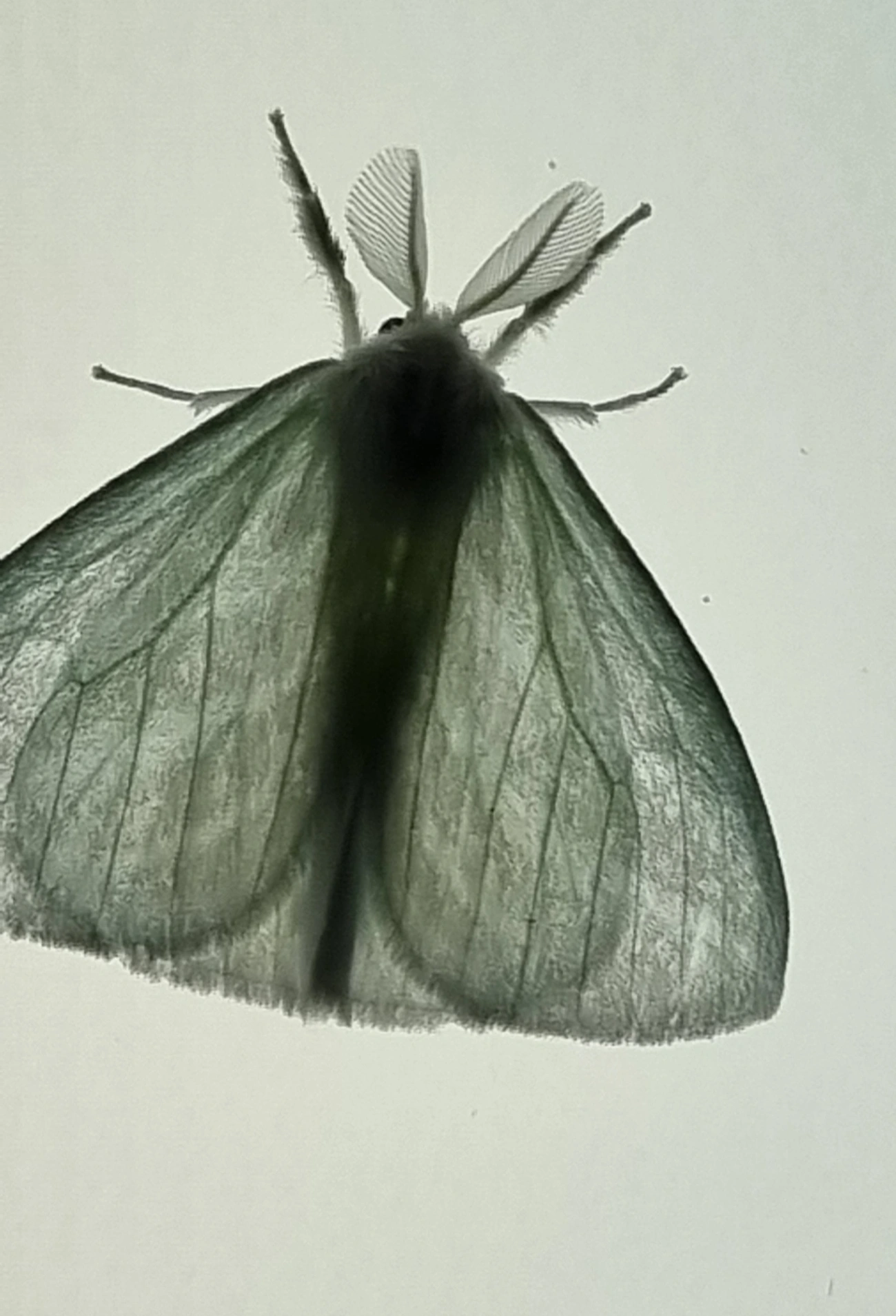 Caviria, insetos, fotografado em Maresias, São Sebastião