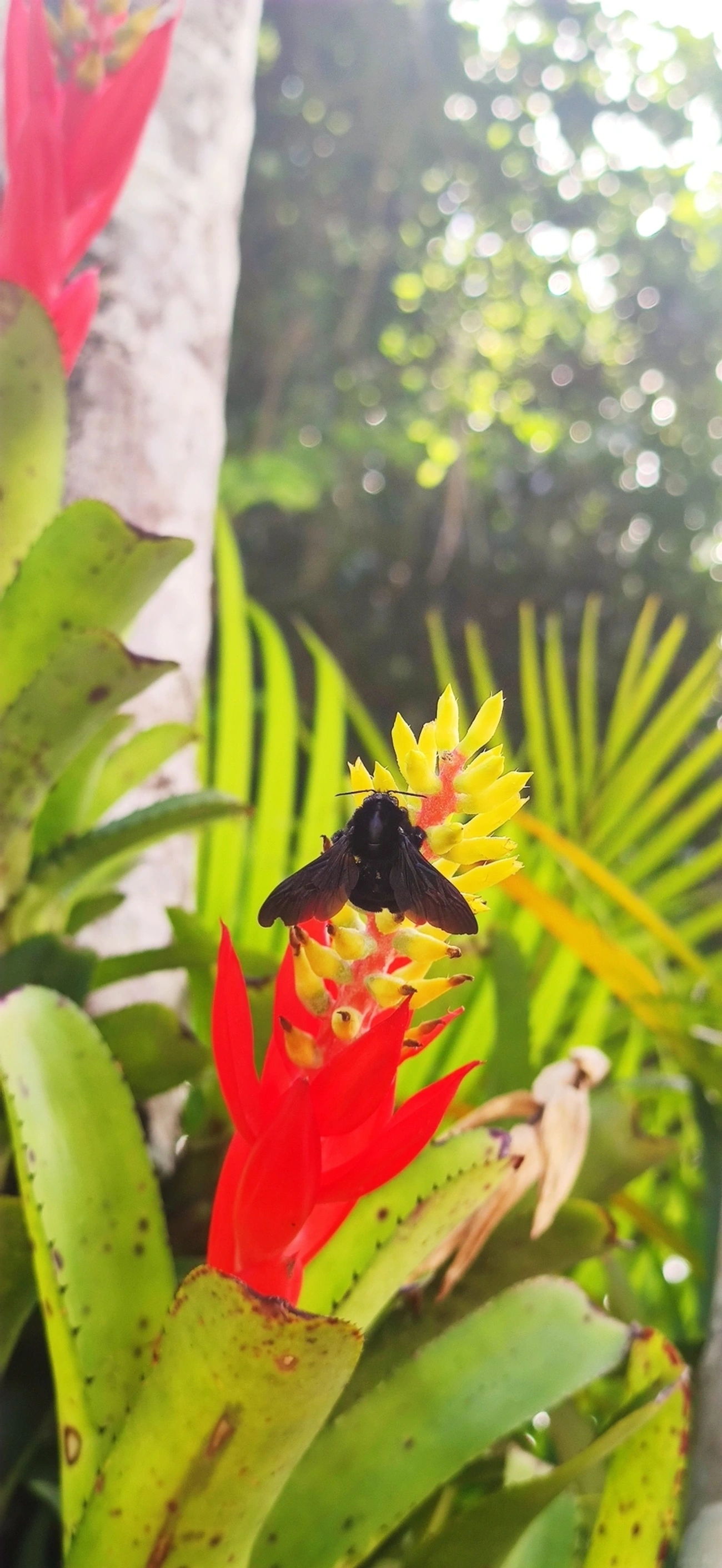 Thoracobombus, insetos, fotografado em Maresias, São Sebastião