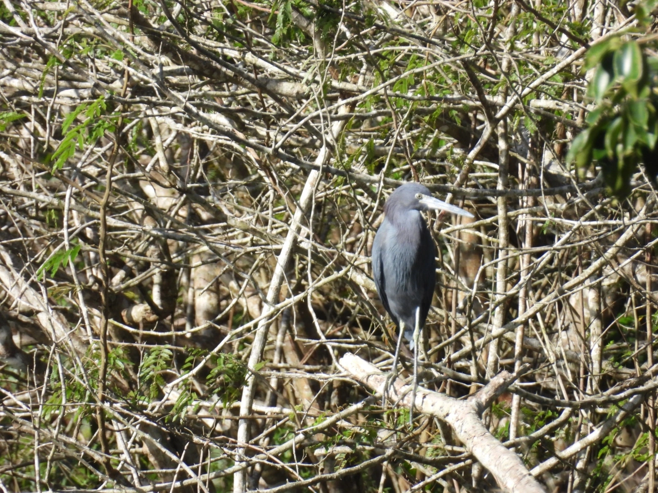 Garça-azul (Egretta caerulea), aves, fotografado em Maresias, São Sebastião