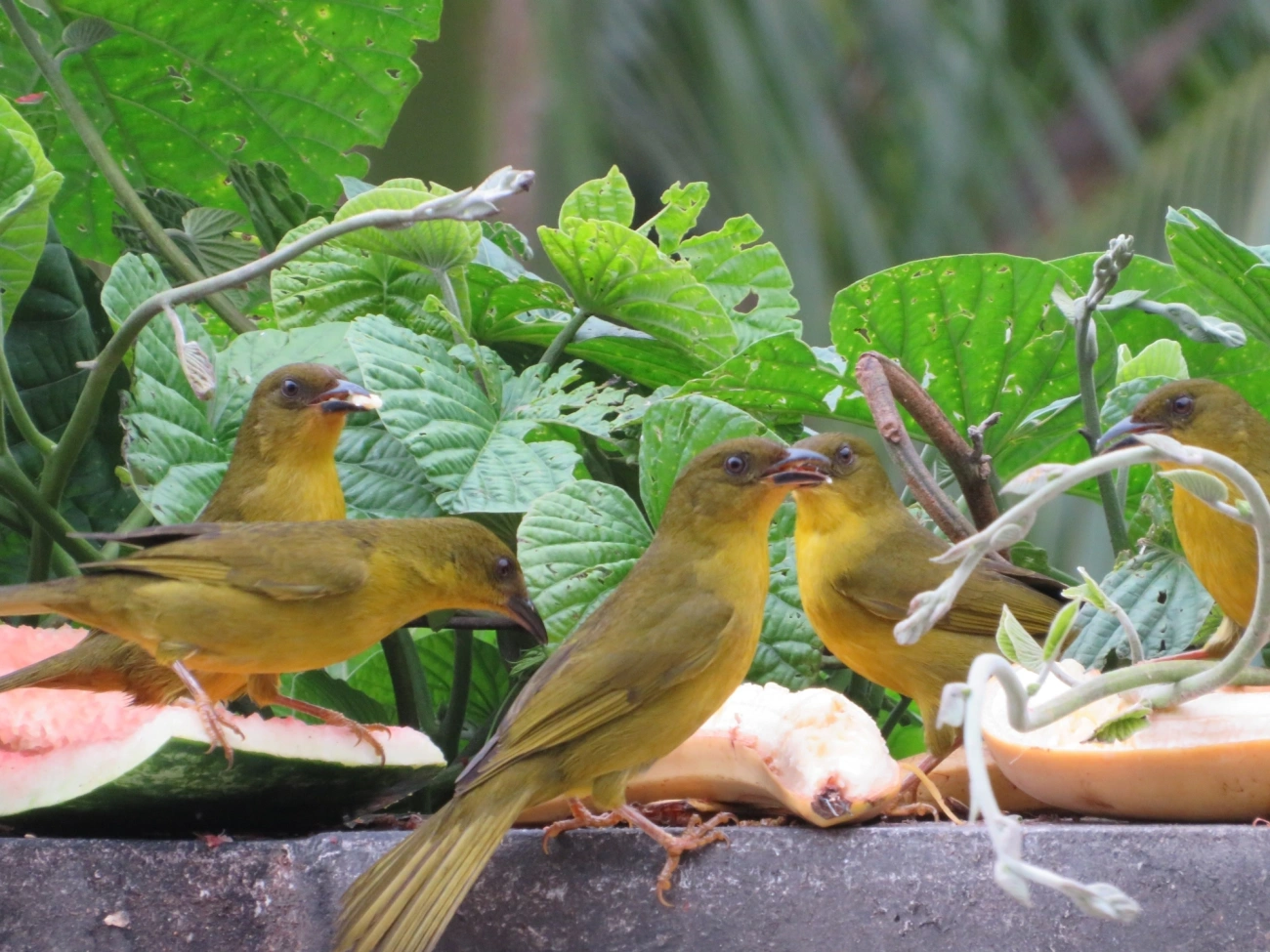 Catirumbava (Orthogonys chloricterus), aves, fotografado em Maresias, São Sebastião