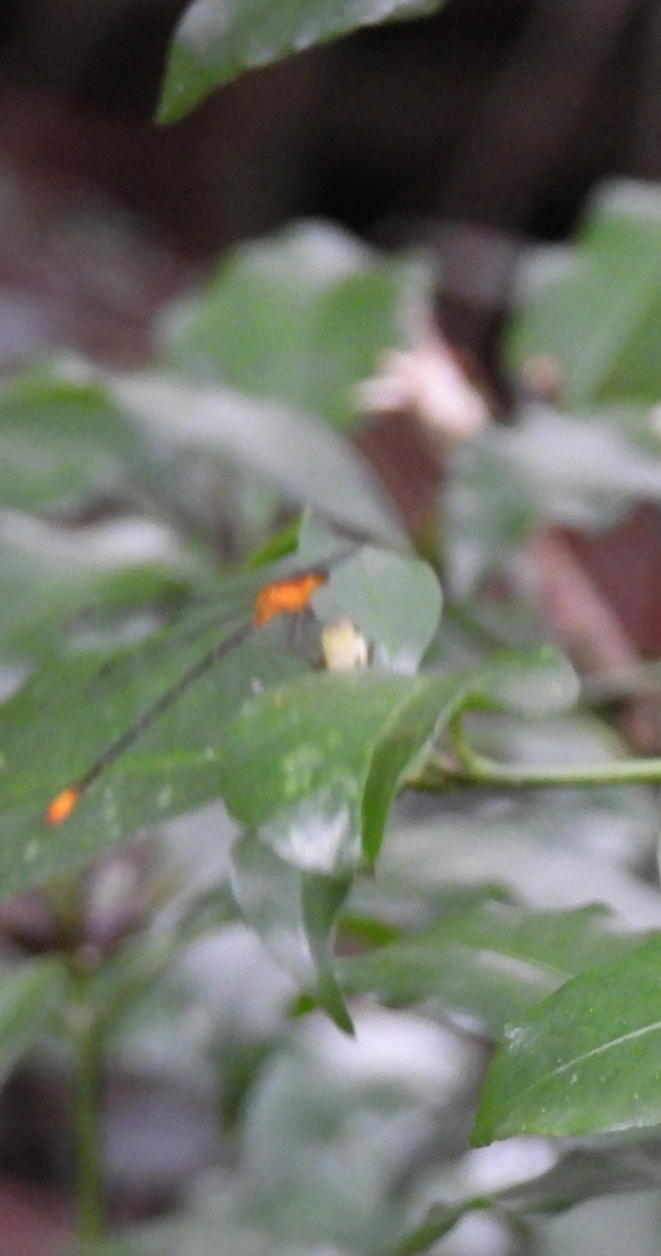 Heteragrion, insetos, fotografado em Cabreúva
