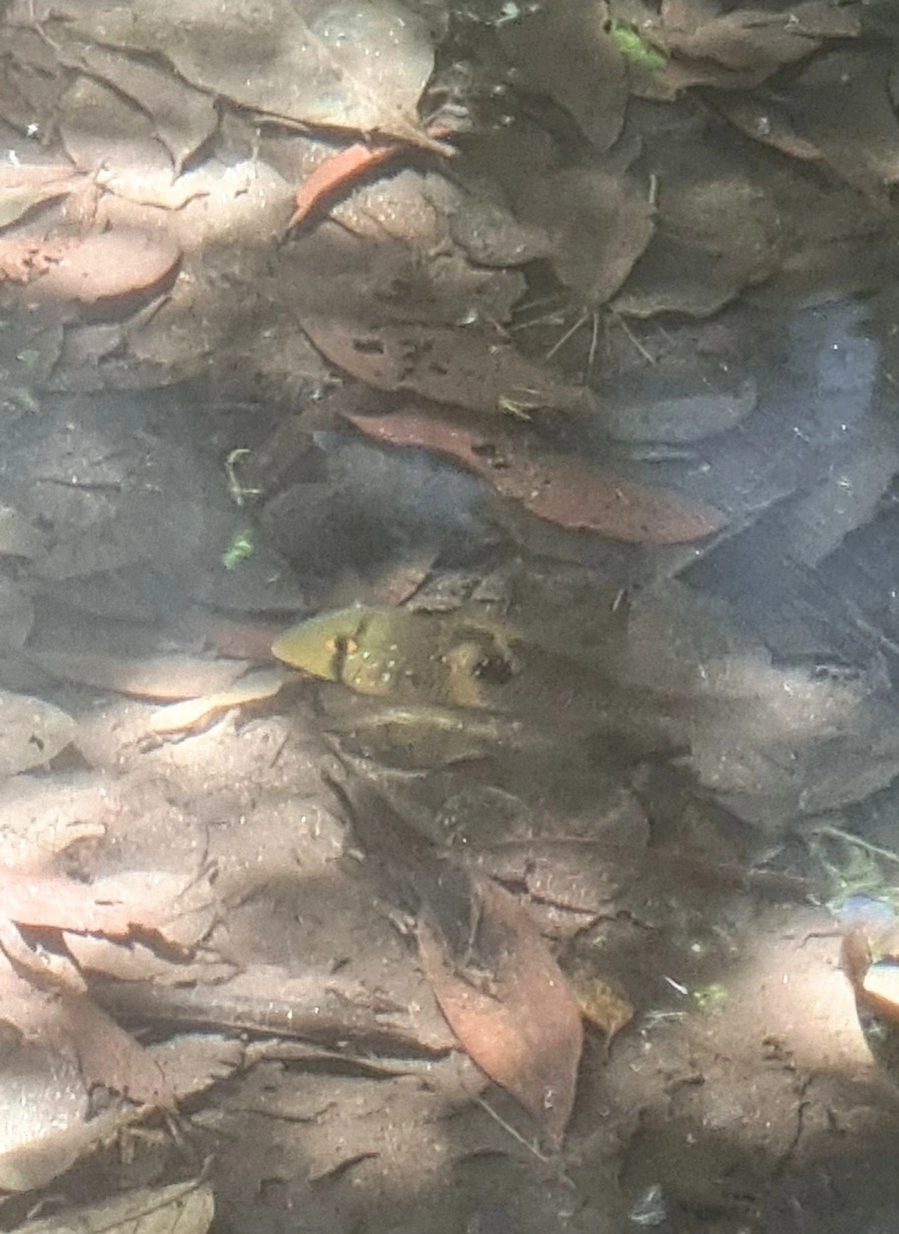 Geophagus, peixes, fotografado em Prais do Saco, São Sebastião