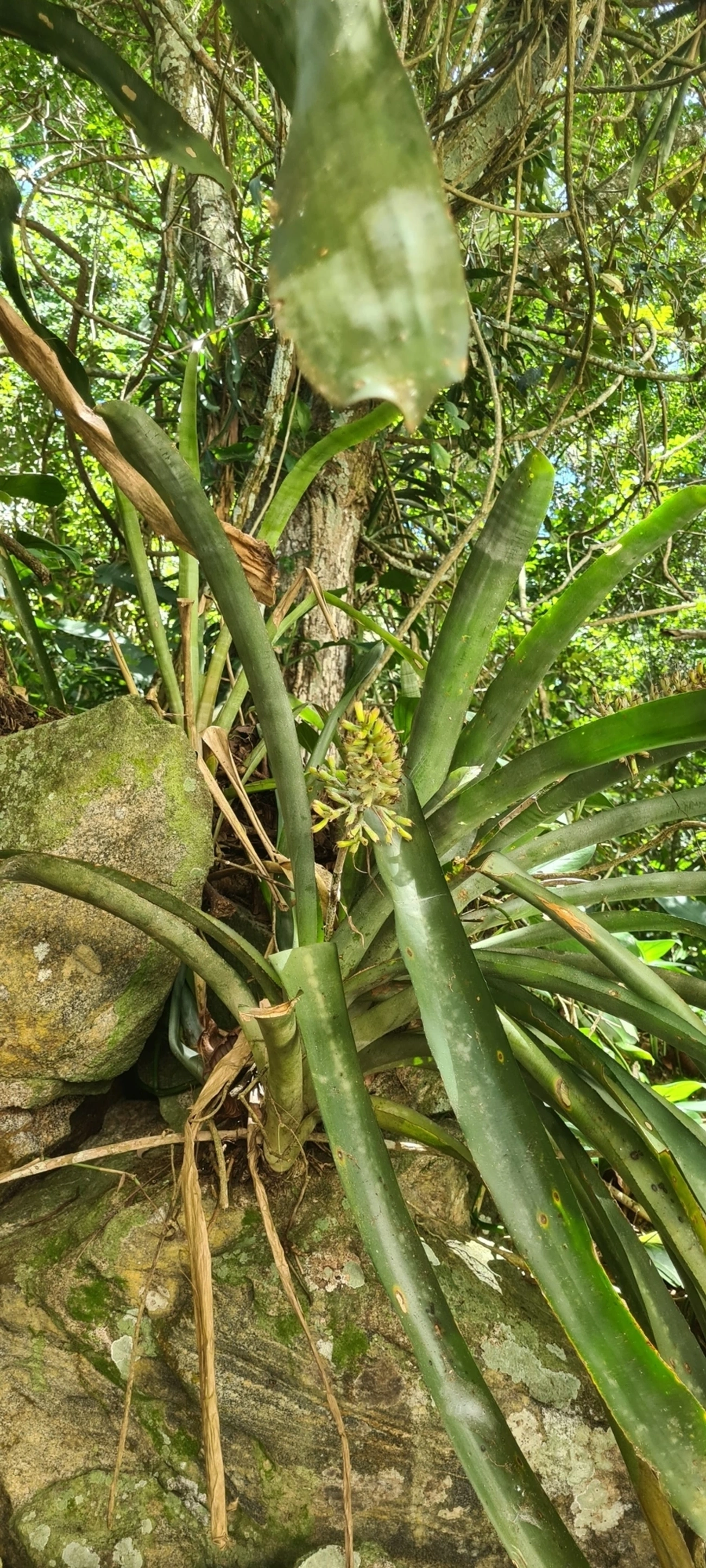 Gravata (Aechmea coelestis), plantas, fotografado em Maresias, São Sebastião