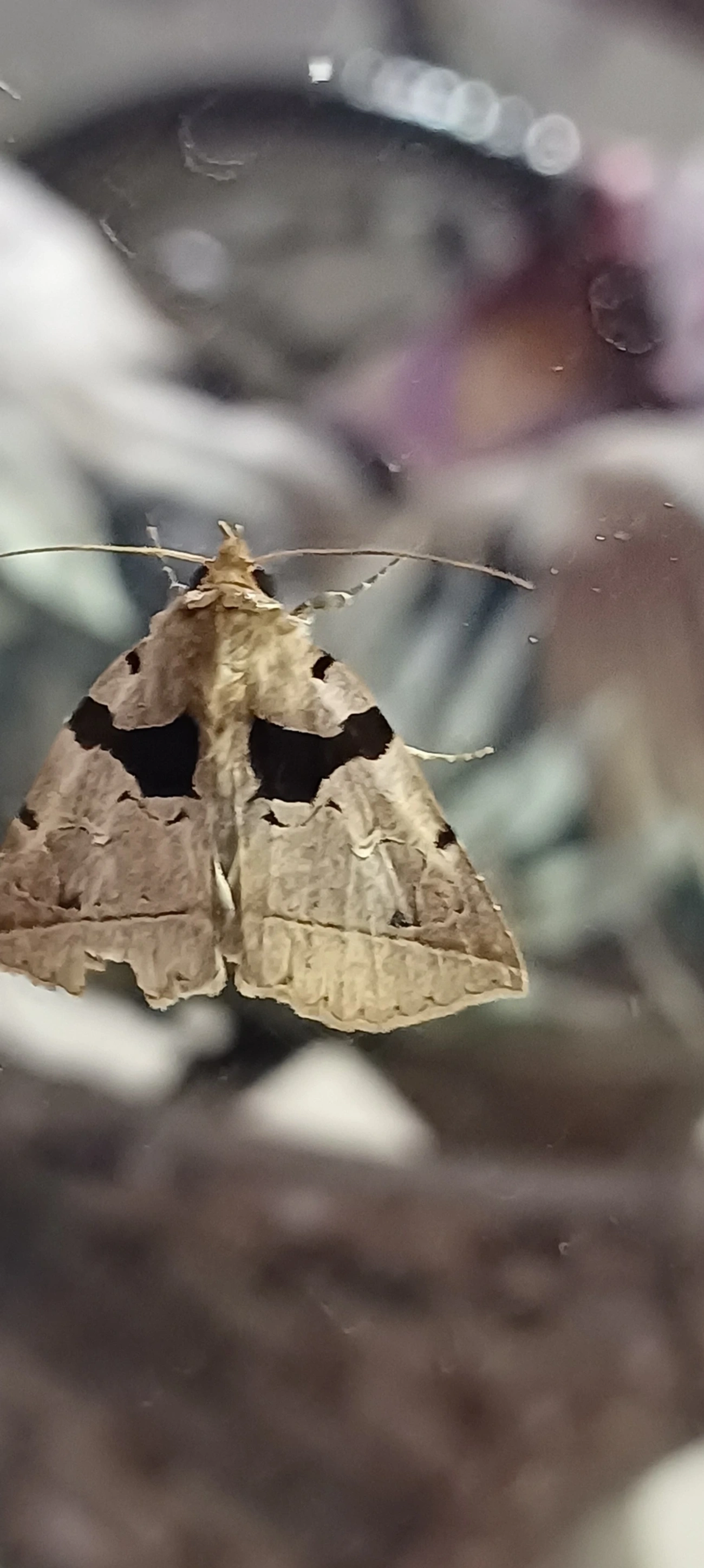 Athyrma, insetos, fotografado em Maresias, São Sebastião