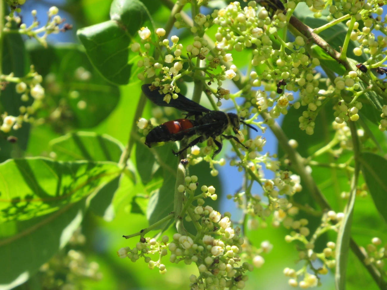 Vespa-escólida caribenha (Dielis dorsata), insetos, fotografado em Maresias, São Sebastião