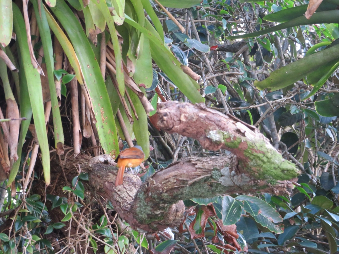 Capitão-de-saíra (Attila rufus), aves, fotografado em Maresias, São Sebastião