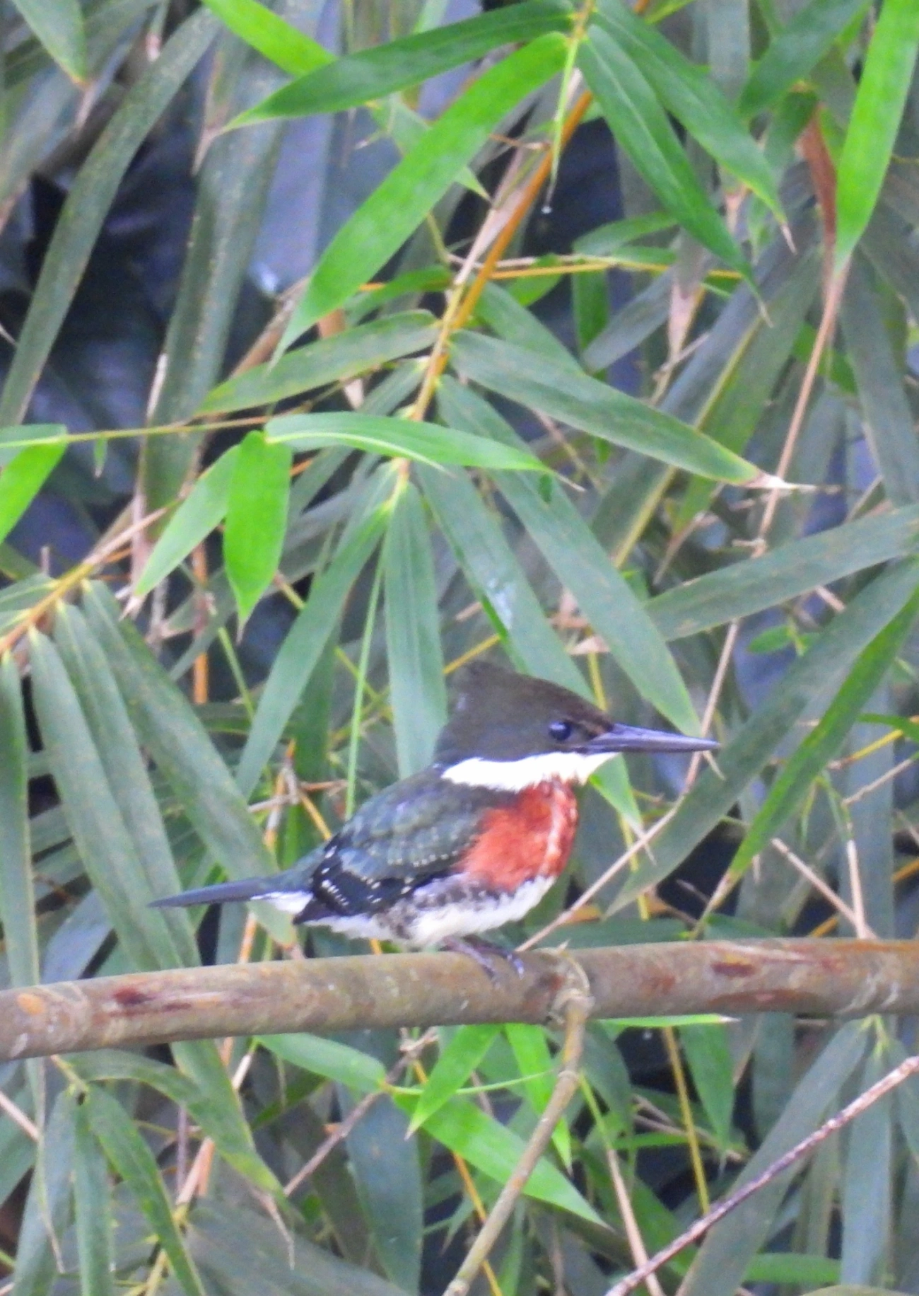 Martim-pescador-pequeno (Chloroceryle americana), aves, fotografado em Maresias, São Sebastião