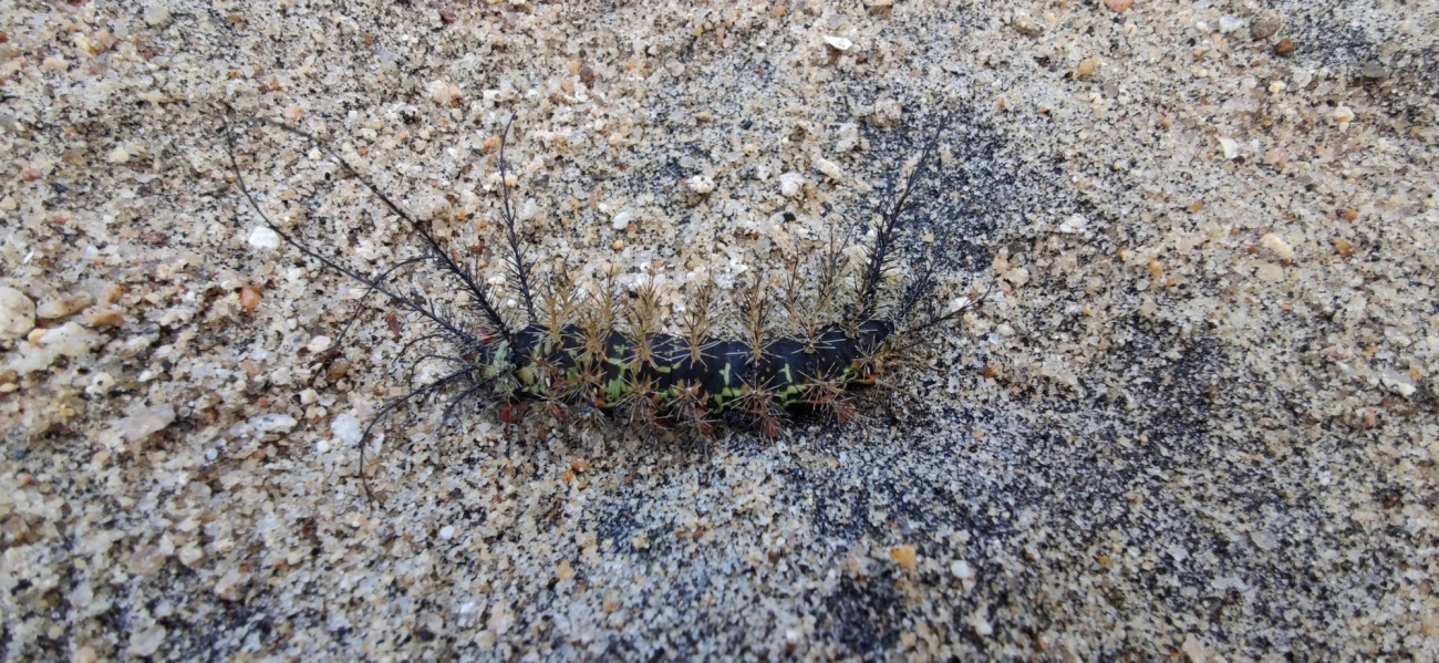 Borboletas e traças (Lepidoptera), insetos, fotografado em Caraguatatuba