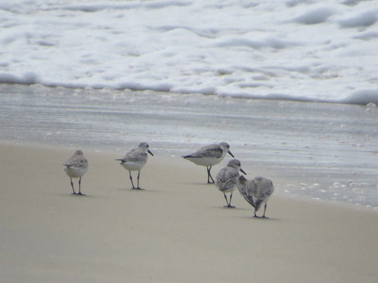 Maçarico-branco (Calidris alba), aves, fotografado em Maresias, São Sebastião