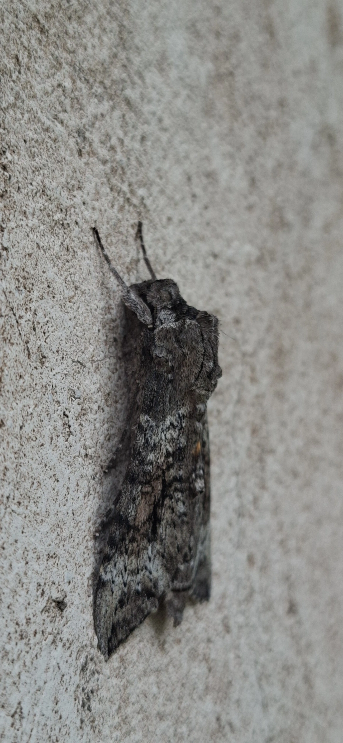 Mariposa-esfinge (Isognathus australis), insetos, fotografado em Maresias, São Sebastião
