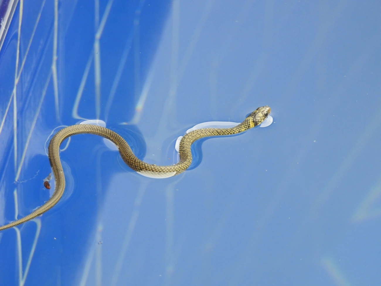Cobra-d’água-comum (Erythrolamprus miliaris), répteis, fotografado em Maresias, São Sebastião