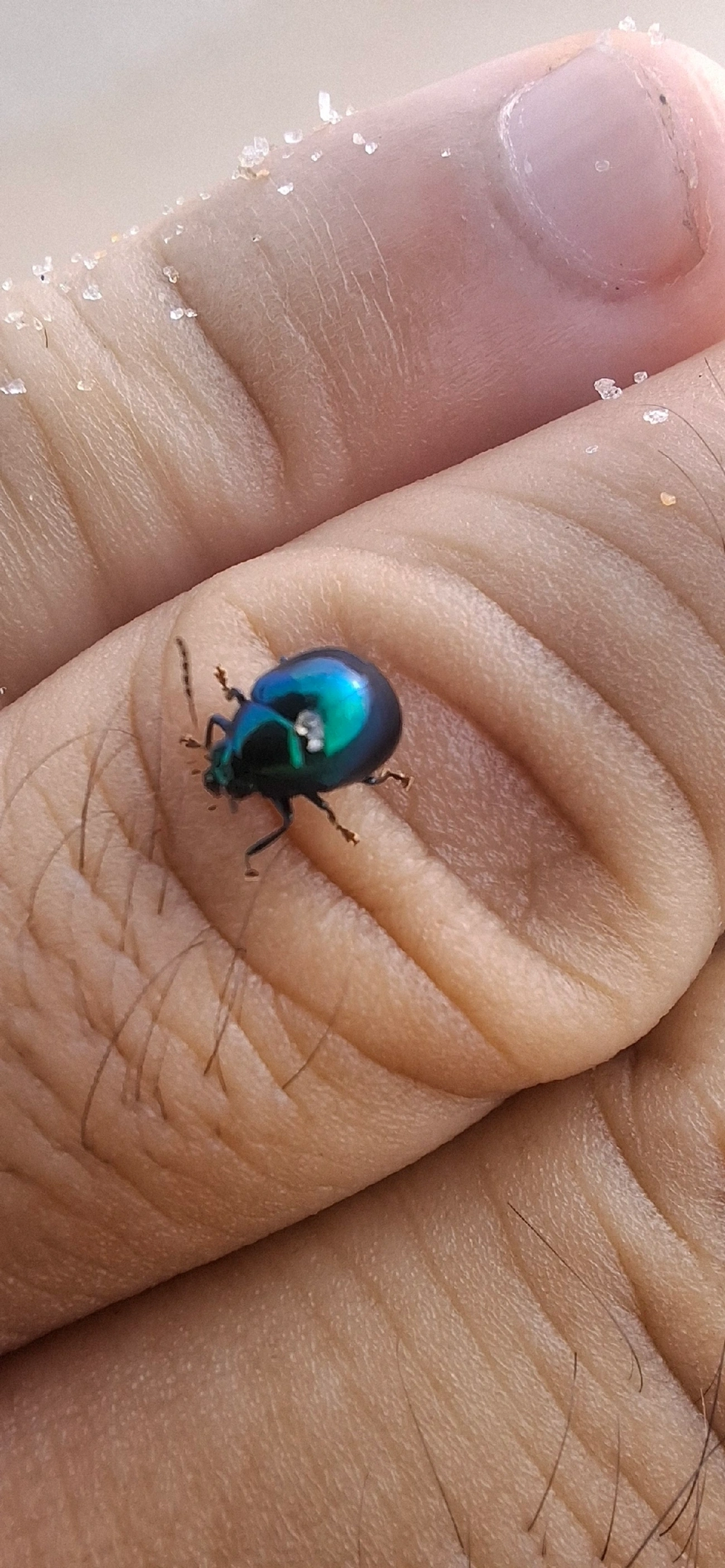 Crisomelídeos (Chrysomelidae), insetos, fotografado em Maresias, São Sebastião