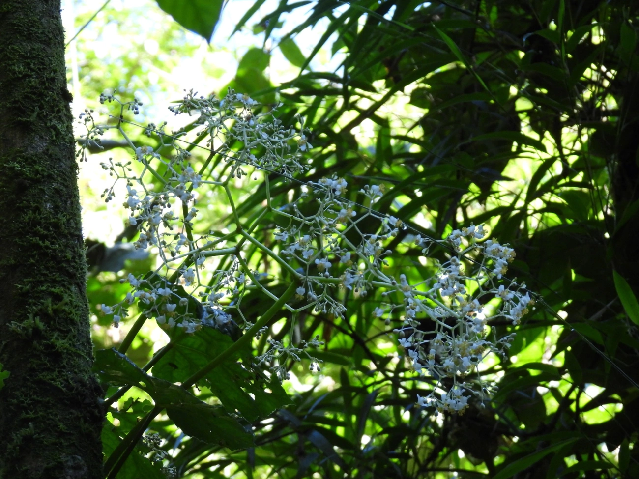 Begônia-de-baraço (Begonia convolvulacea), plantas, fotografado em Visconde de Mauá
