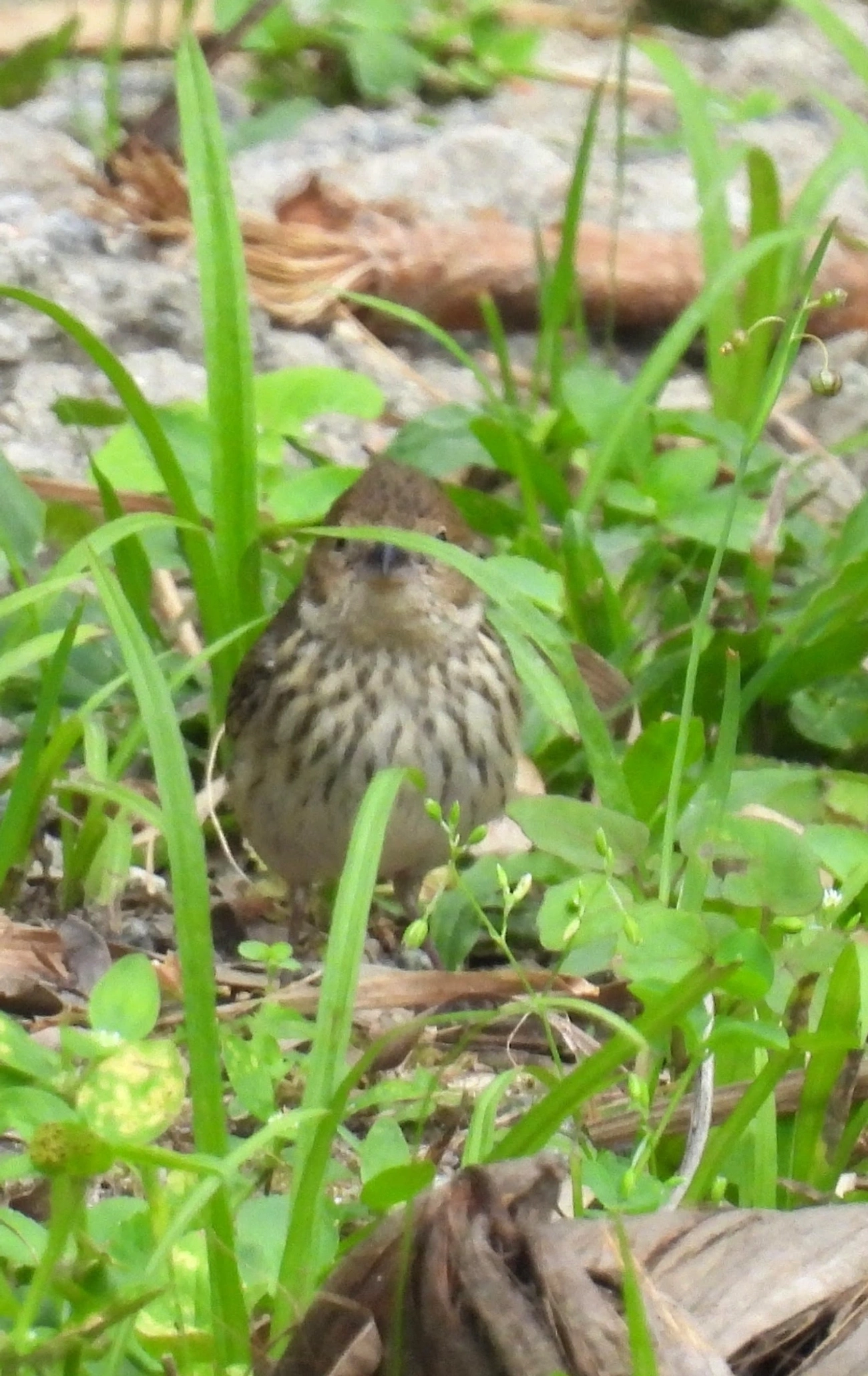 Tiziu (Volatinia jacarina), aves, fotografado em Maresias, São Sebastião