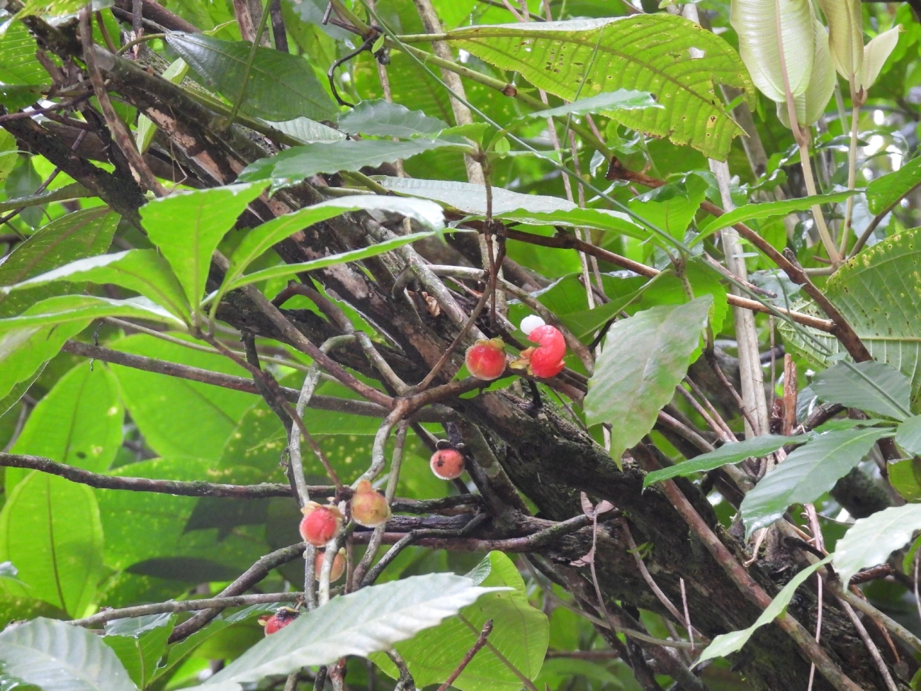 Doliocarpus, plantas, fotografado em Maresias, São Sebastião