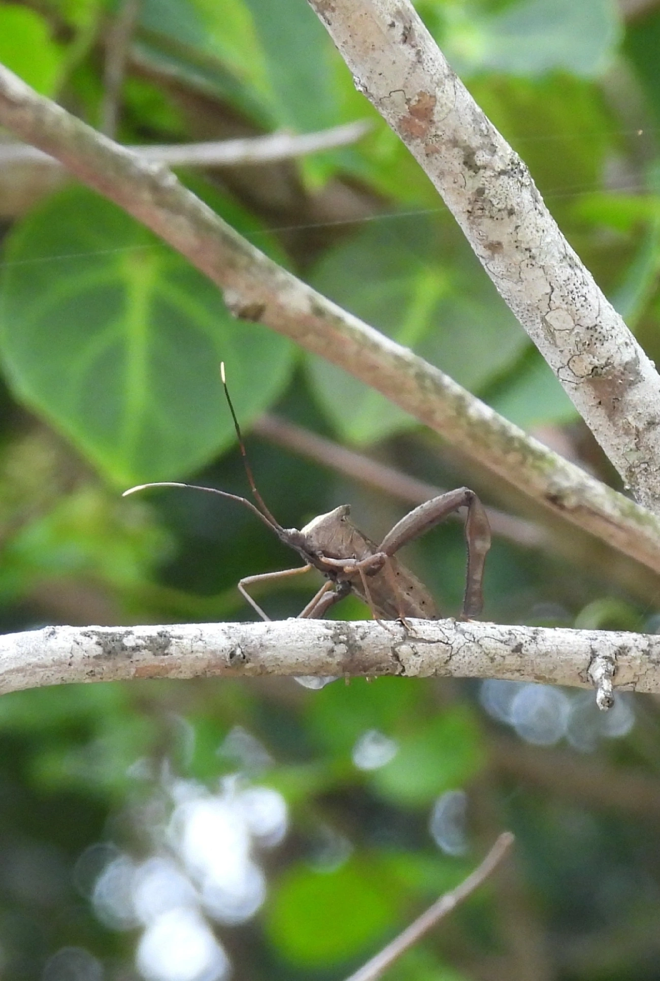 Spilopleura, insetos, fotografado em Maresias, São Sebastião