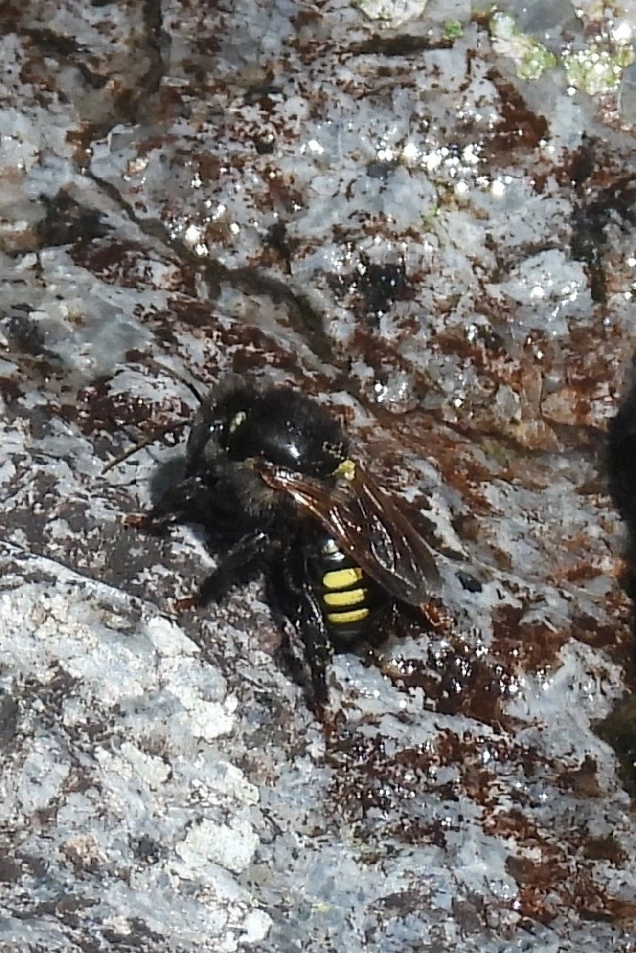 Mandaçaia (Melipona quadrifasciata), insetos, fotografado em Queluz