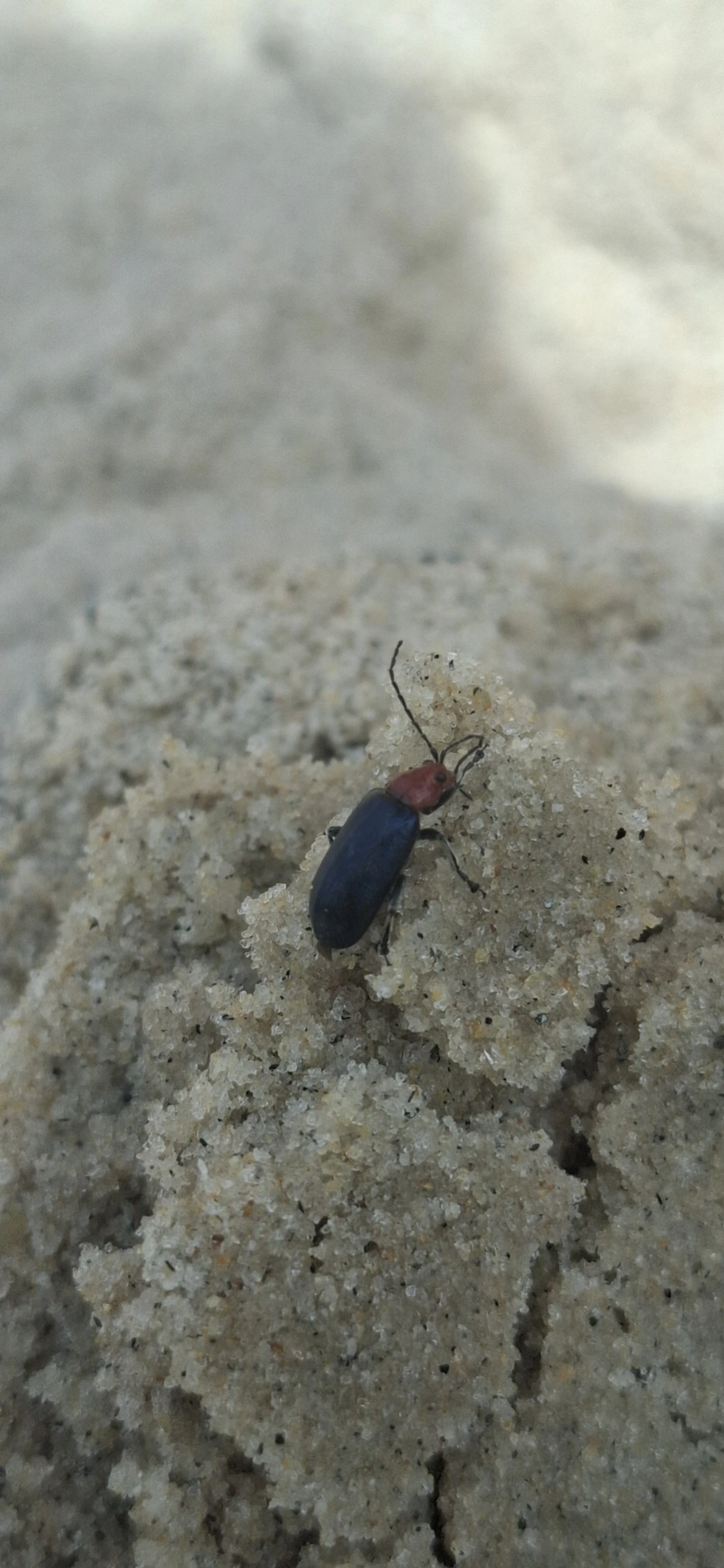 Cacoscelis, insetos, fotografado em São Sebastião
