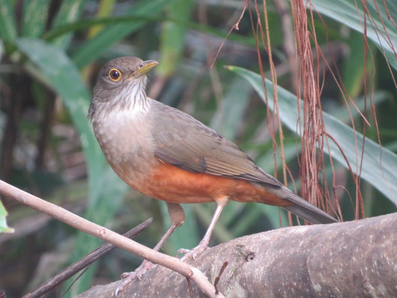 Sabiá-laranjeira (Turdus rufiventris), aves, fotografado em Maresias, São Sebastião